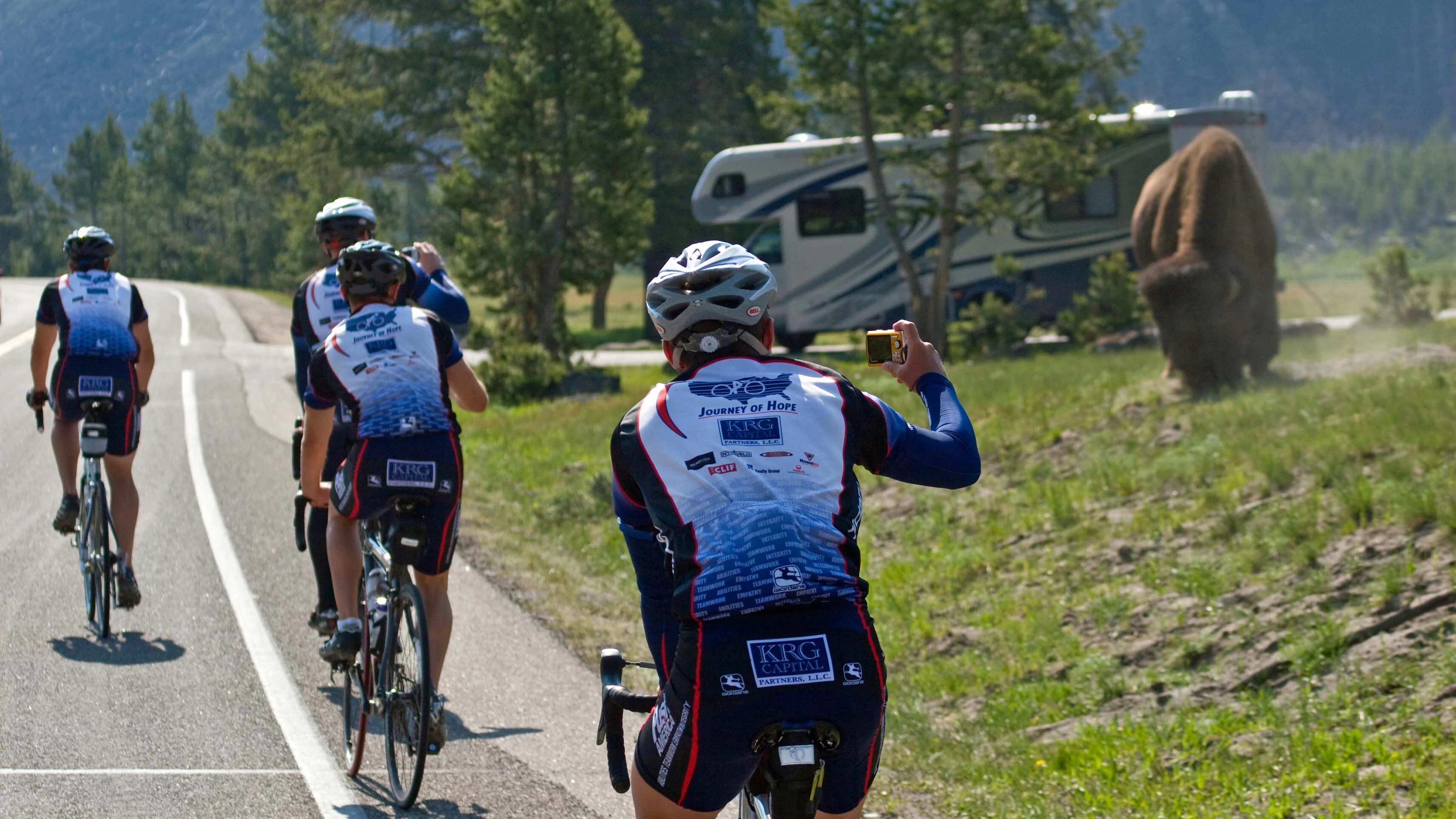 Bicyclists slowing down to take photos of a bison in Yellowstone