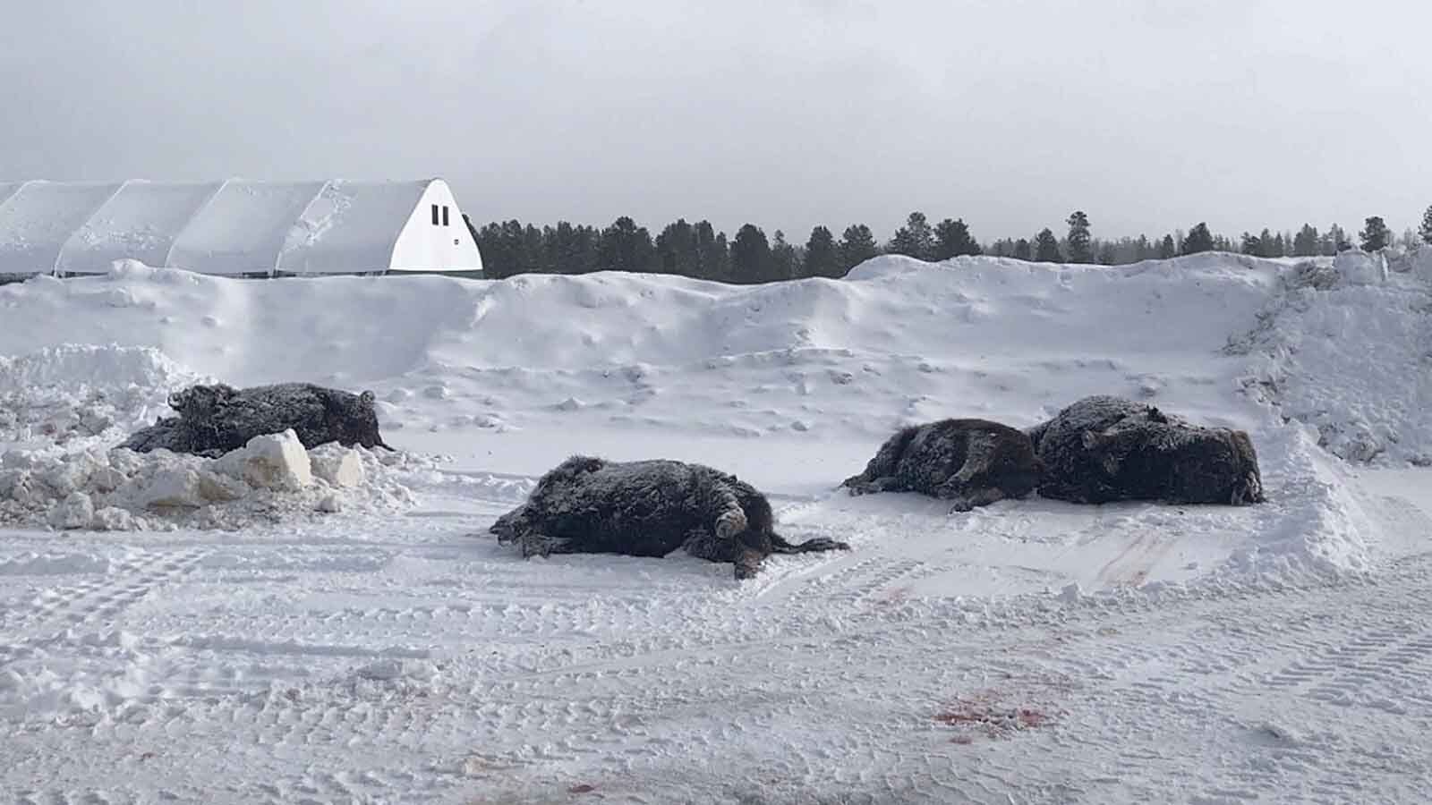 Bison dead 12 30 22