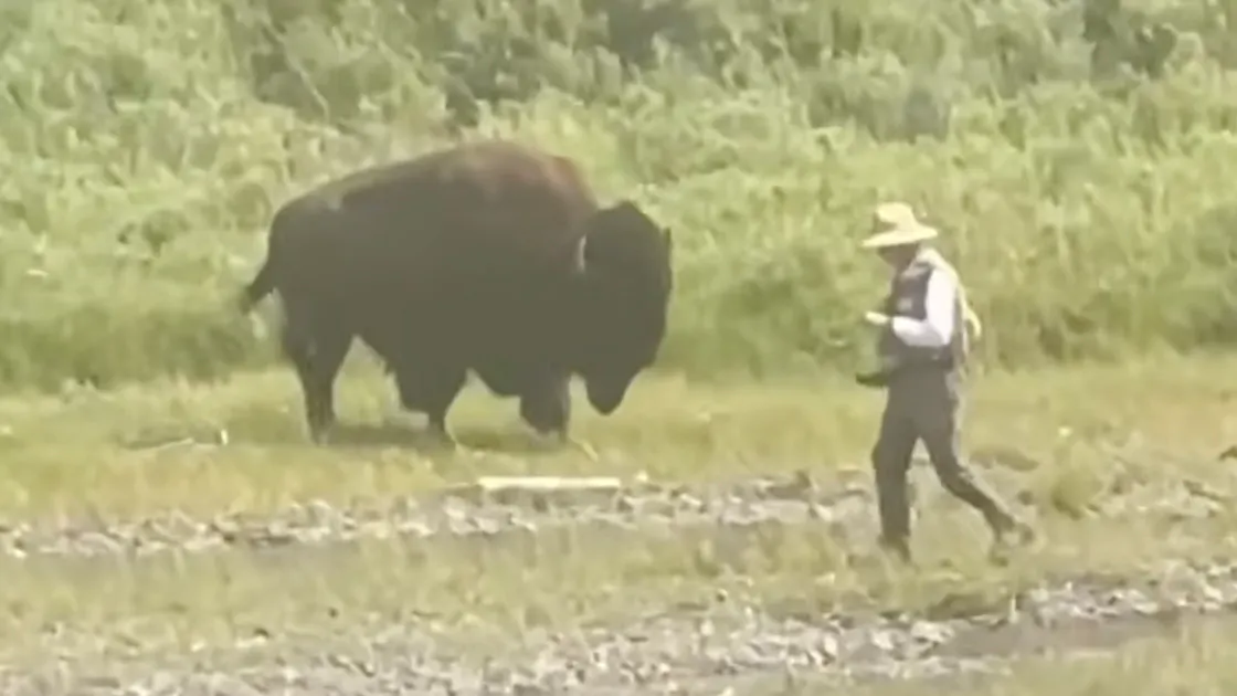 Bison fisherman 7 27 26
