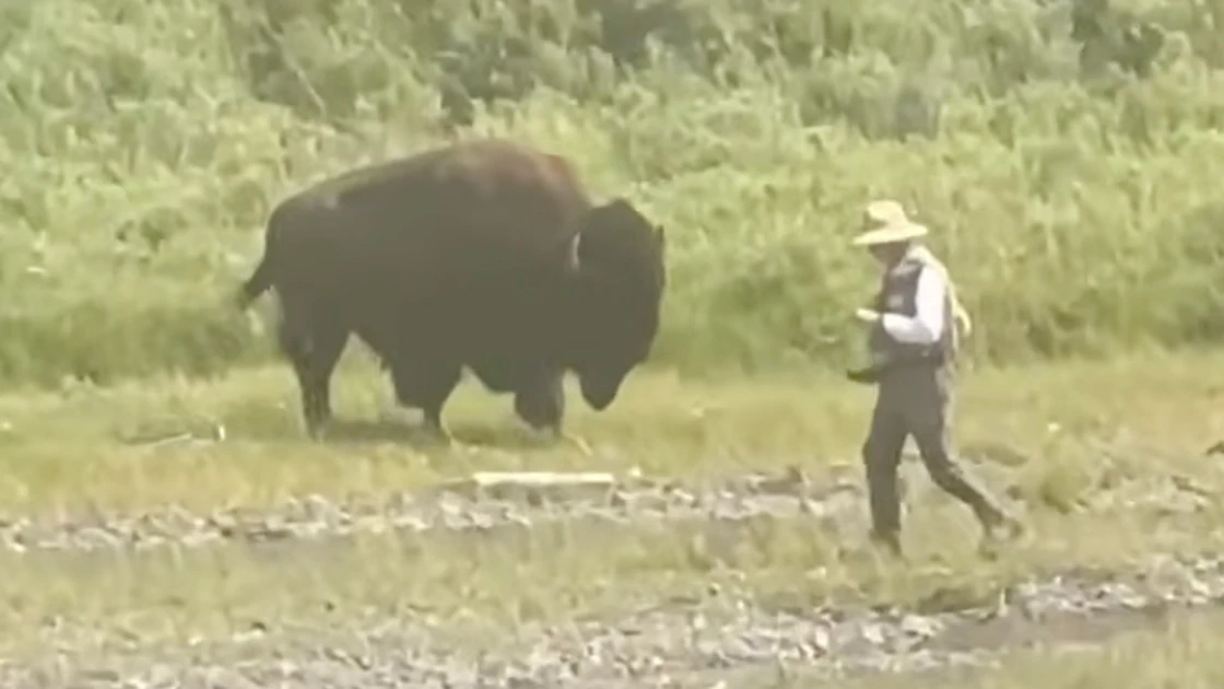 Bison fisherman 7 27 26