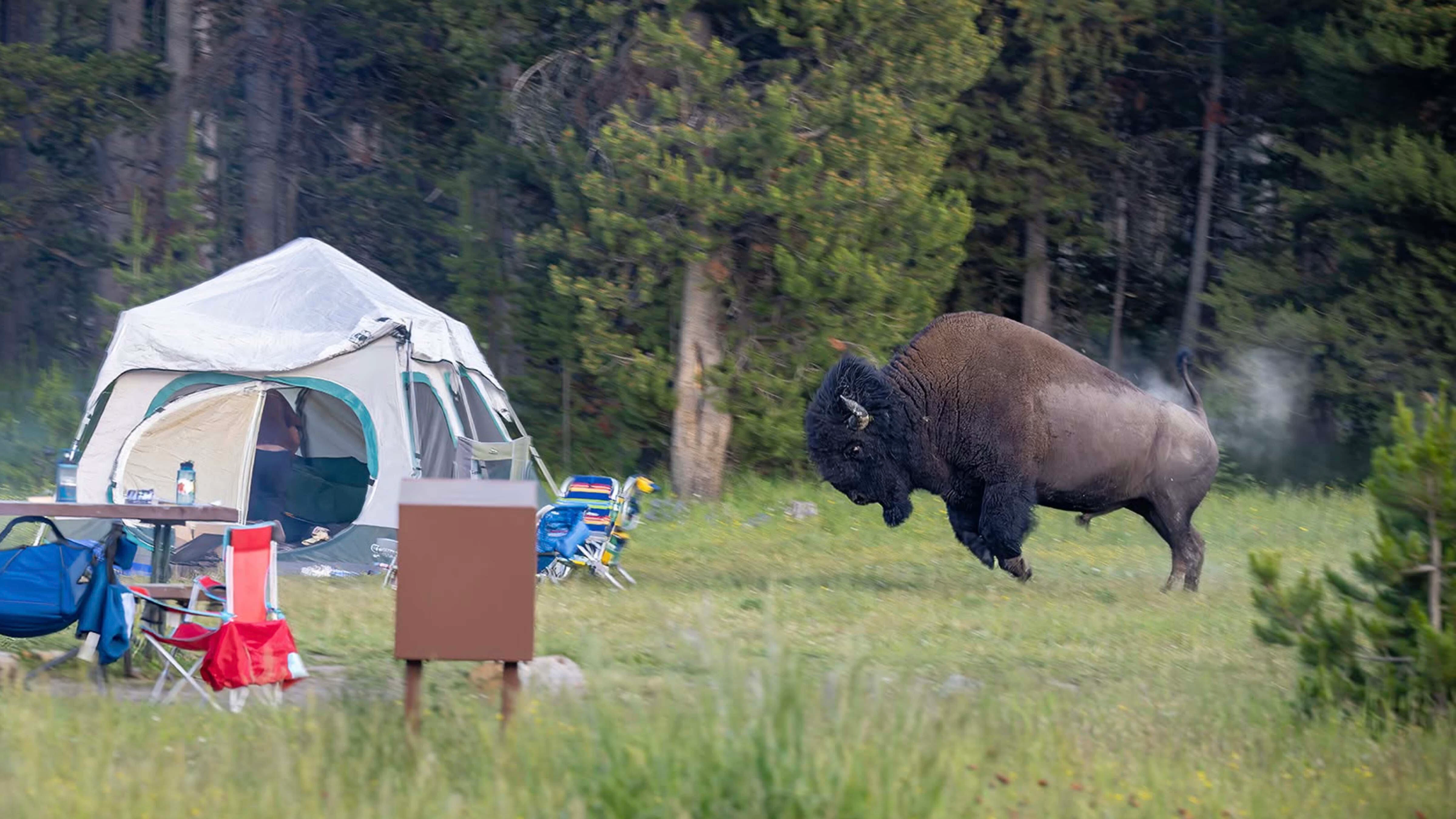 Bison at Yellowstone's Bridge Bay Campground