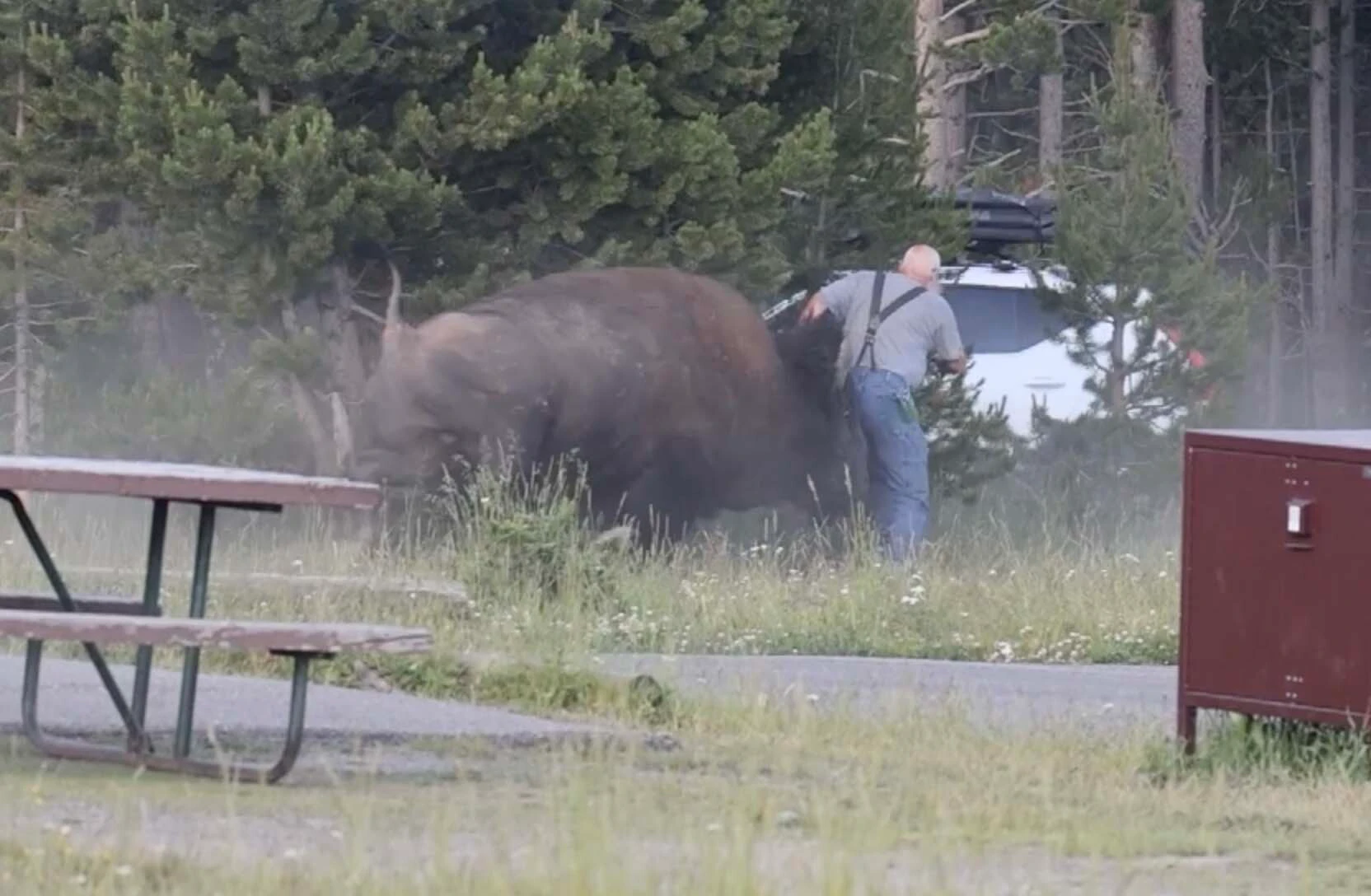 Right before bison flips man 20 feet in the air at Yellowstone's Bridge Bay Campground on Friday, July 10, 2026
