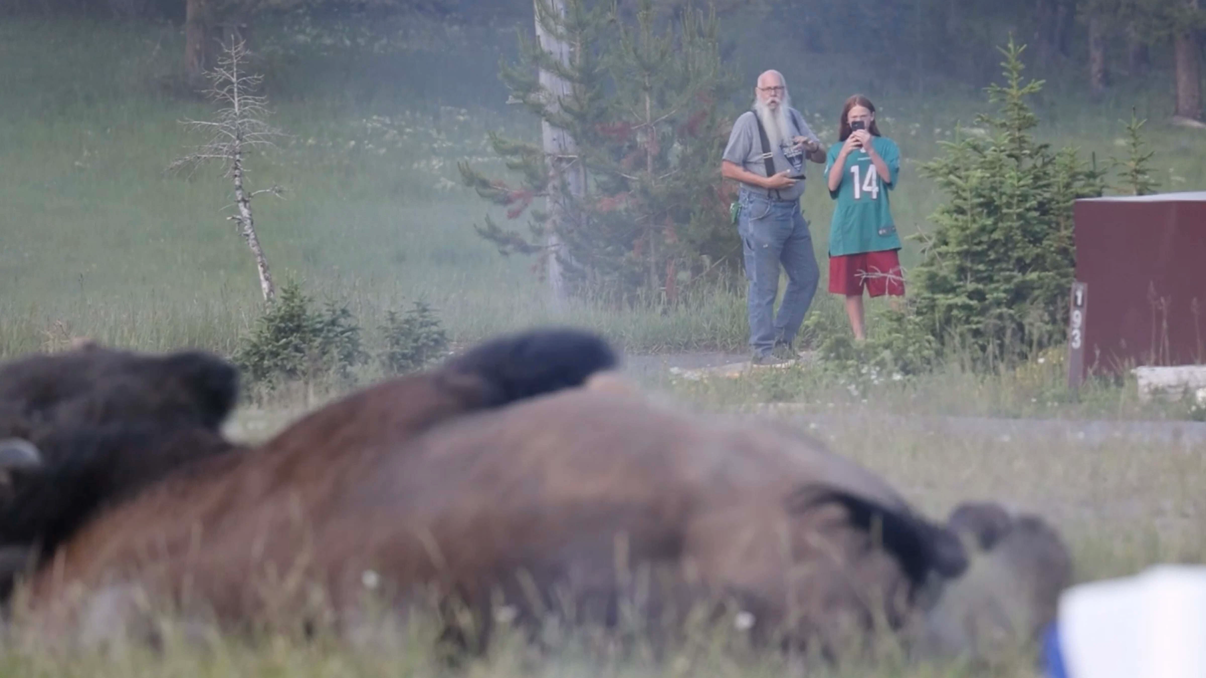 Moments before bison attack