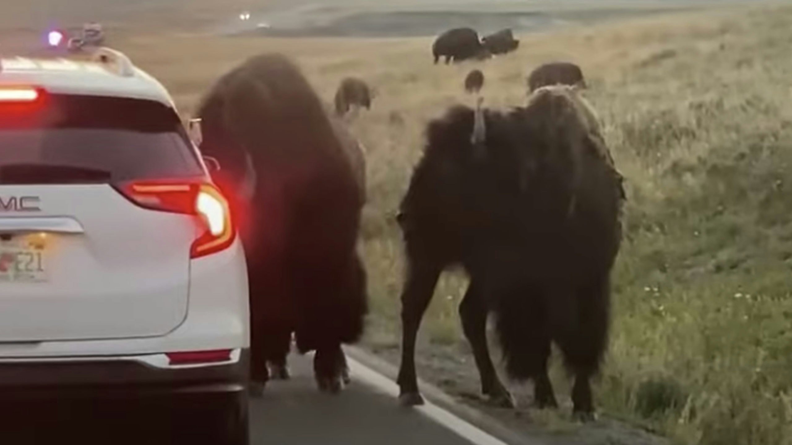 Bison florida car 8 22 22 scaled