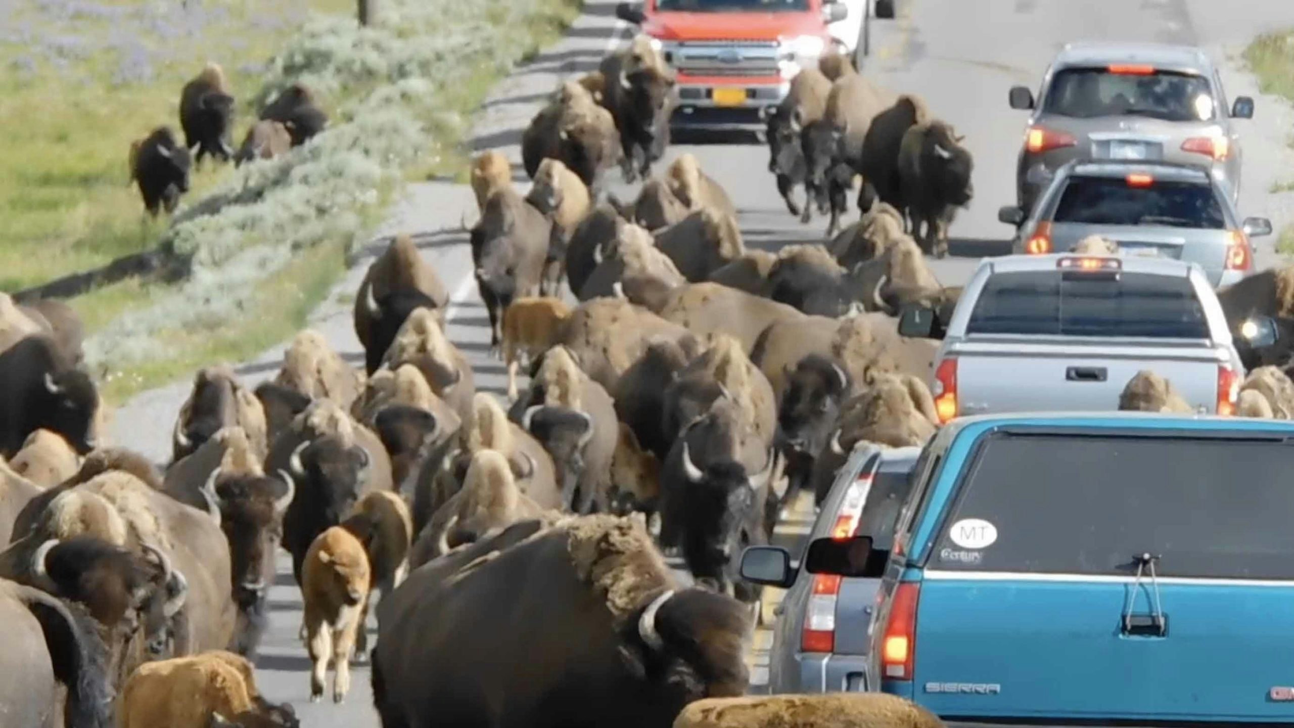 Bison in traffic scaled