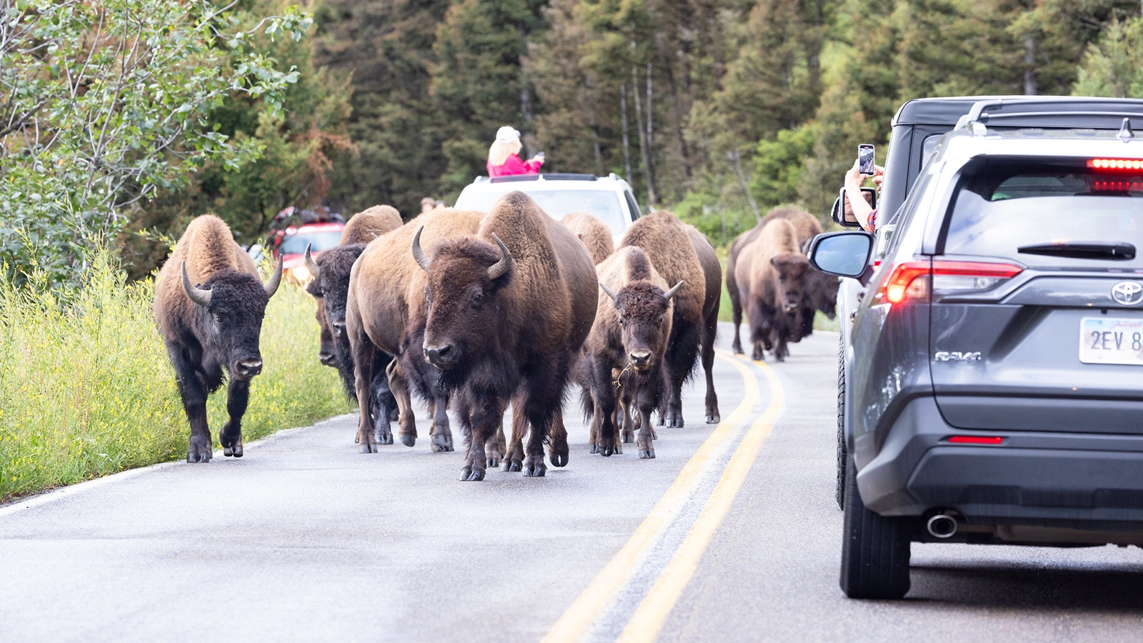 Bison on a road in Yellowstone National Park during the rut brings traffic to a halt.