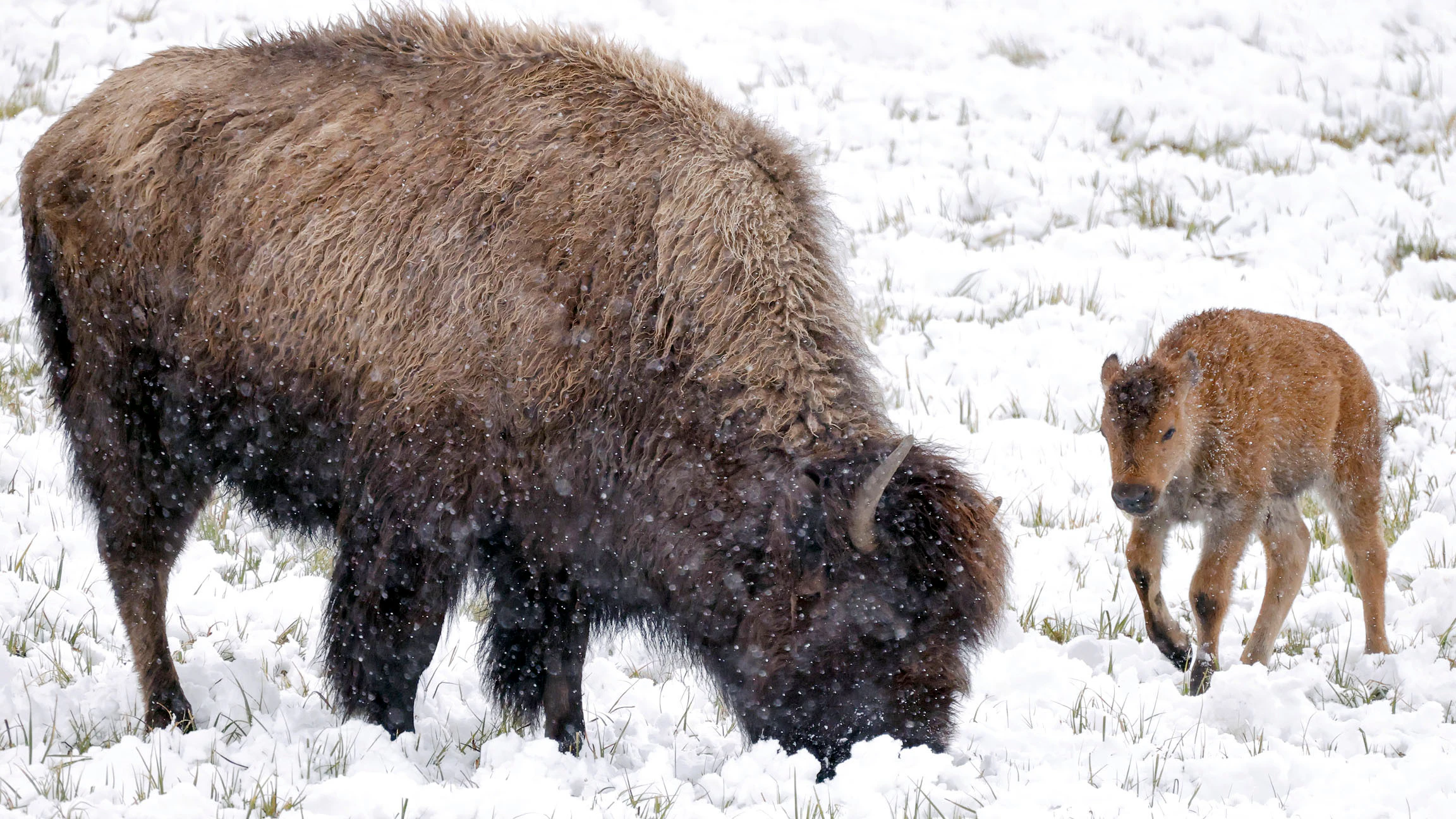 A young calf walks near adult bison as snow falls in the Hayden Valley in Yellowstone National Park