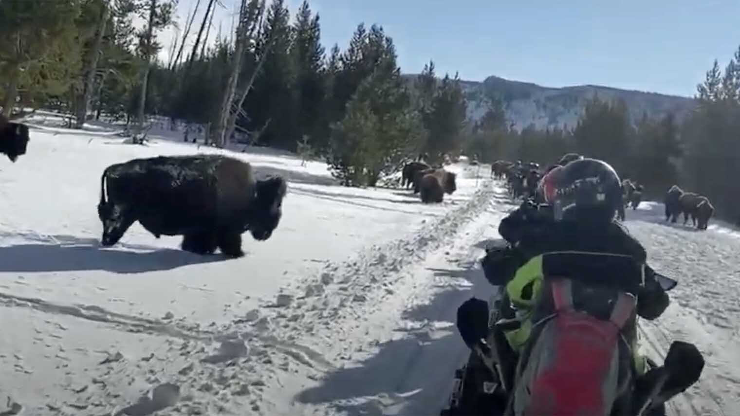 Bison snowmobile yellowstone