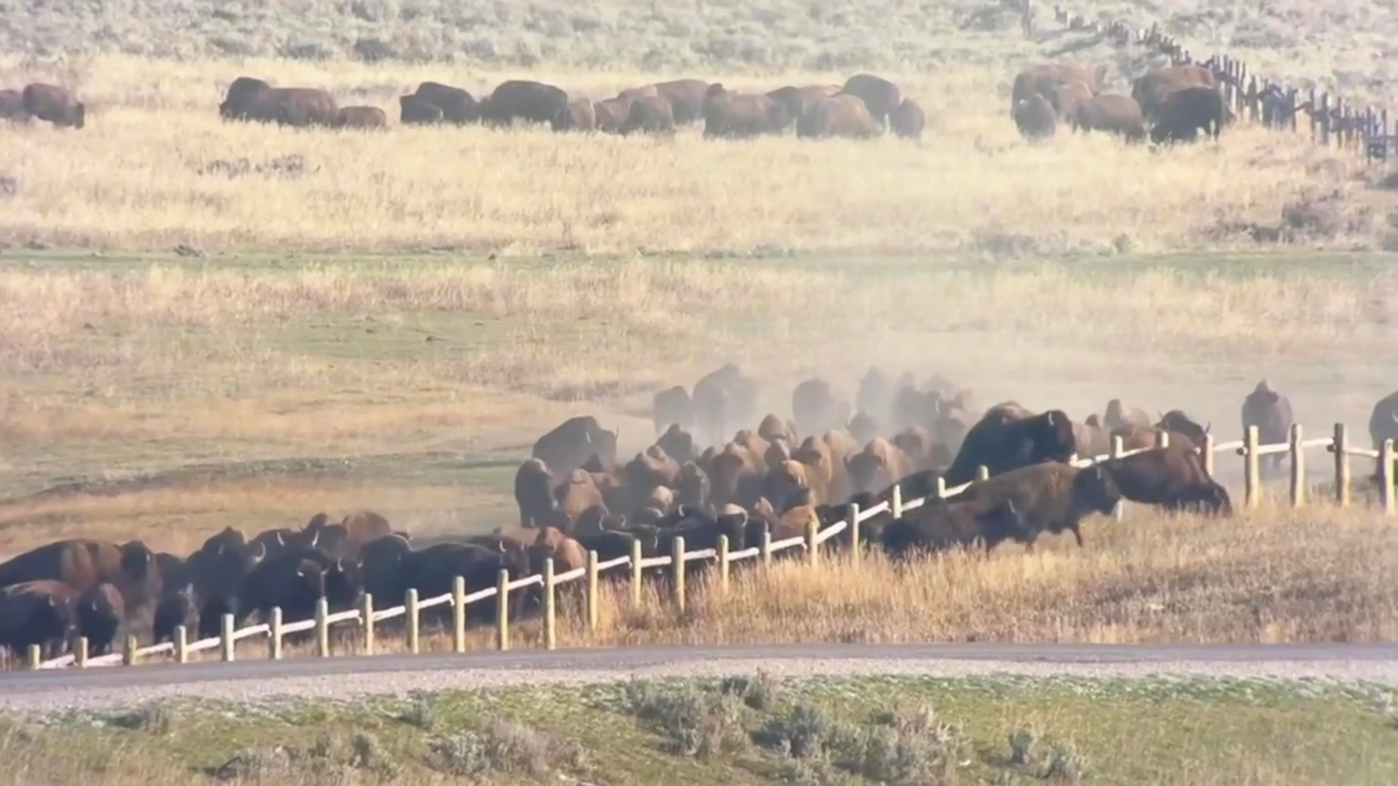 A herd of bison stampede through and over a fence in Grand Teton National Park this week