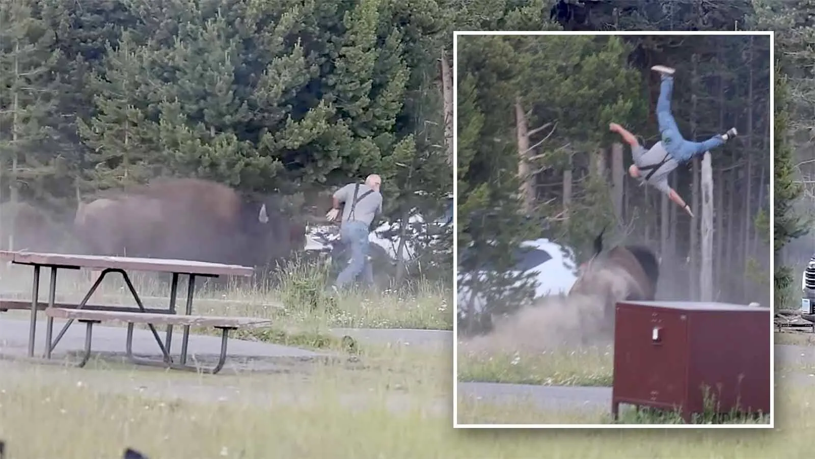 The bison that tossed a 65-year-old Washington state man 8 feet in the air and broke his femur in four places won’t be killed. The man "couldn’t have done much to prevent that charge,” said a bison expert. “I don’t know if I would have done any better.”