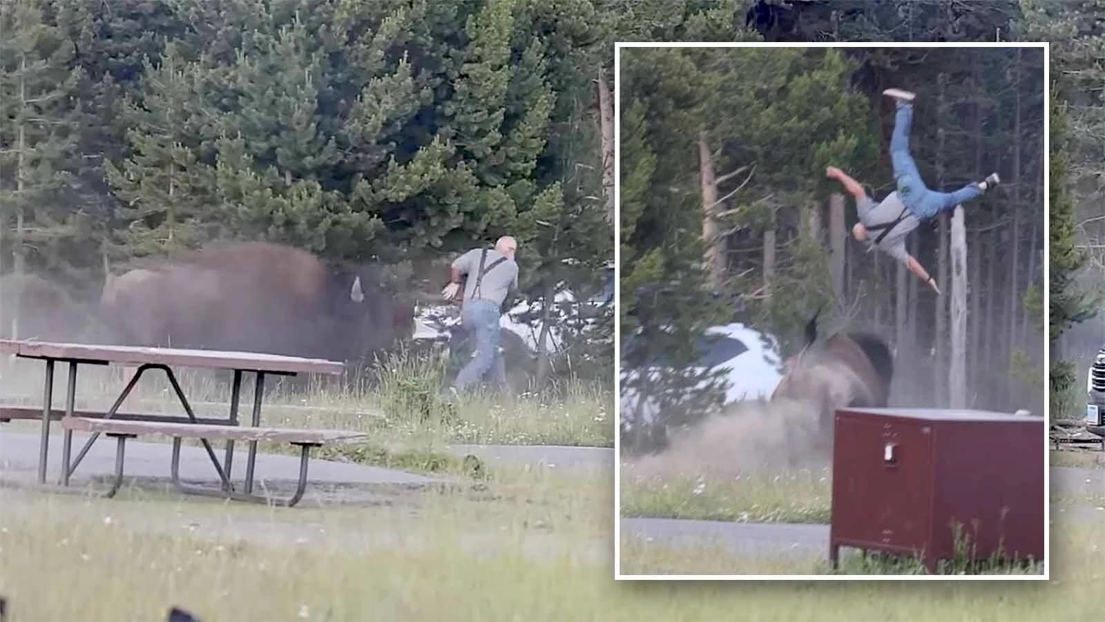 The bison that tossed a 65-year-old Washington state man 8 feet in the air and broke his femur in four places won’t be killed. The man "couldn’t have done much to prevent that charge,” said a bison expert. “I don’t know if I would have done any better.”
