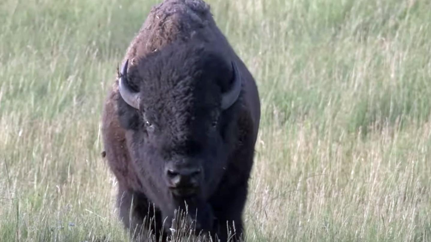 Bison tourist