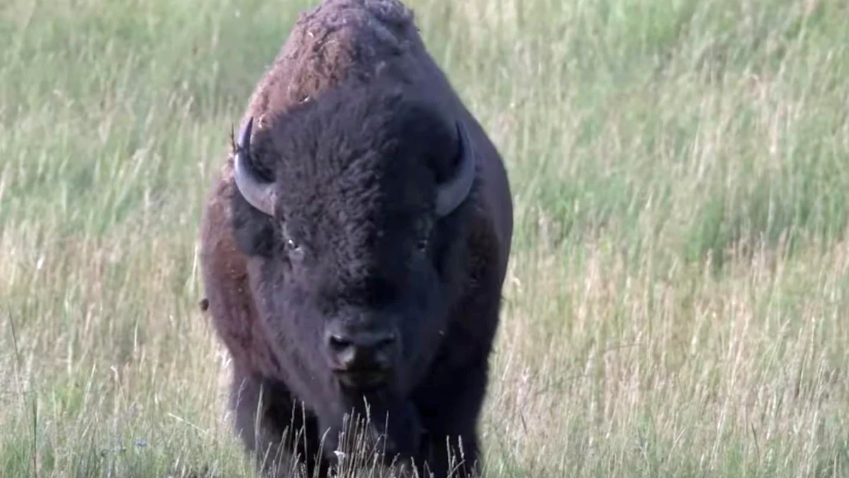 A Fight To The Death – Bison Rut Is On In Yellowstone | Cowboy State Daily