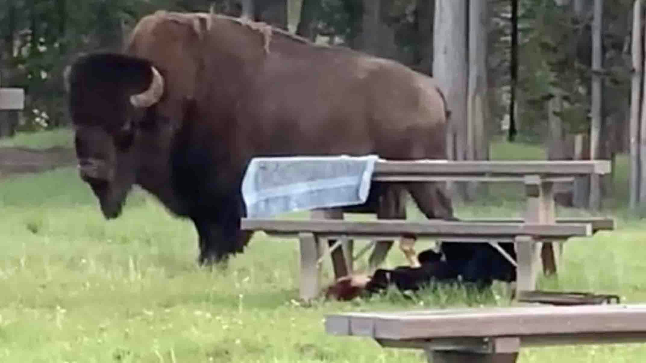 Bison woman under table