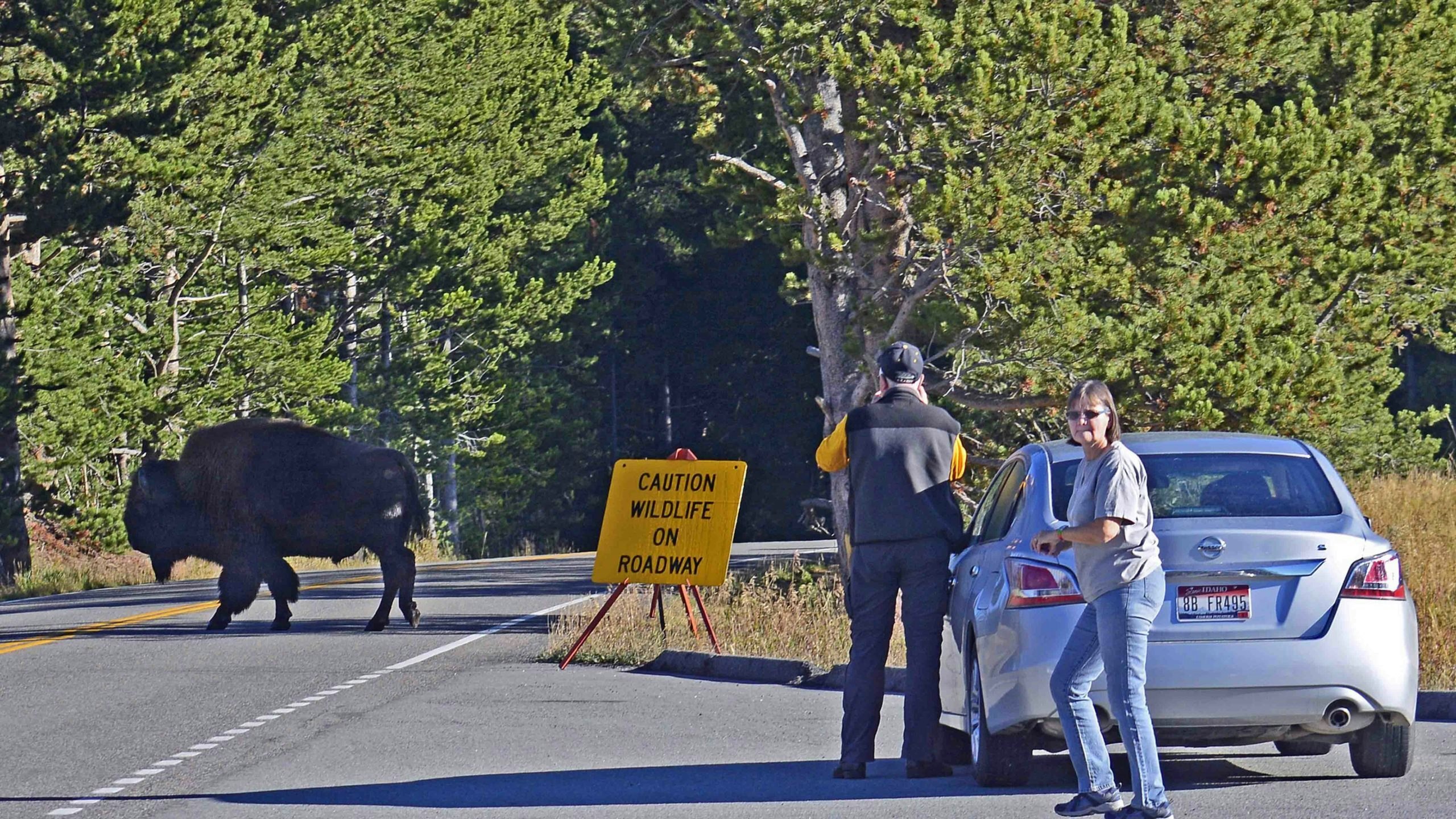 A Florida man who was gored by a bison in Yellowstone on Wednesday was lucky. Another Floridian was killed by a bear this week, and yet another by an alligator.