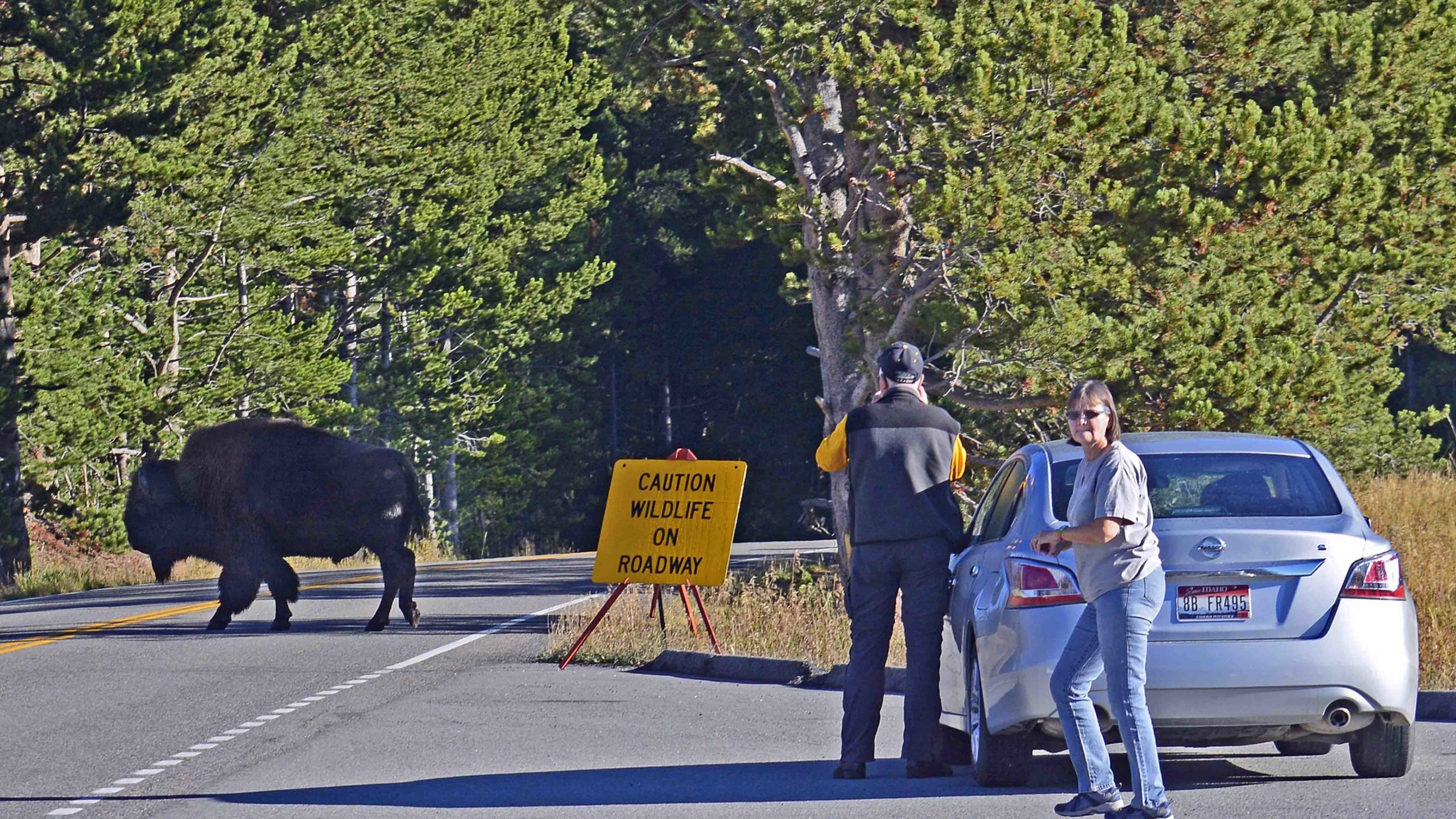 Bison yellowstone 6 1 22 scaled
