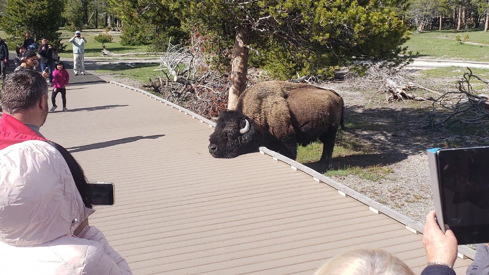 Bison yellowstone 6 8 22