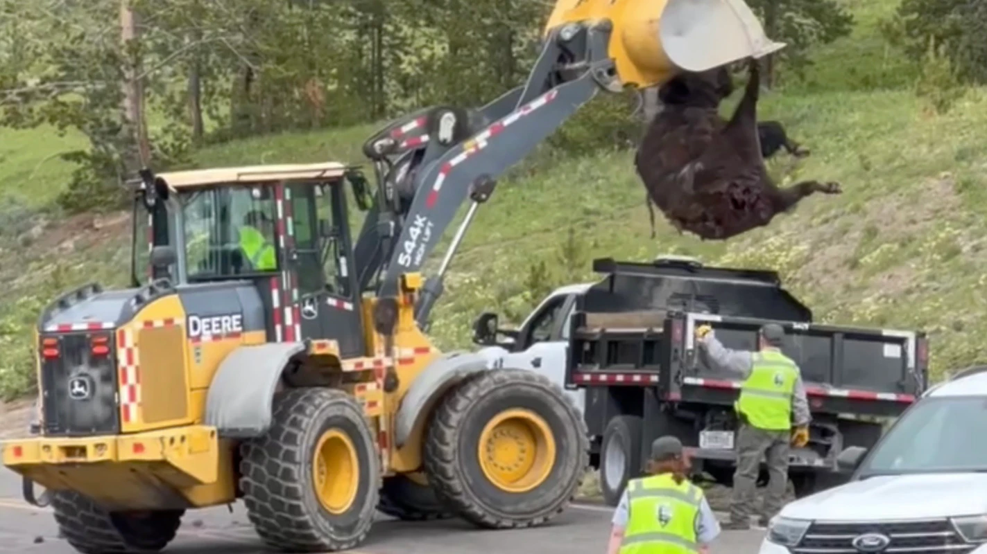Yellowstone rangers used a front-end loader and creativity to get a 2,000-pound bison carcass away from a busy road near Canyon Village on Friday. Wildlife photographer April Mead said a grizzly was circling the area determined to have the roadkill for breakfast.