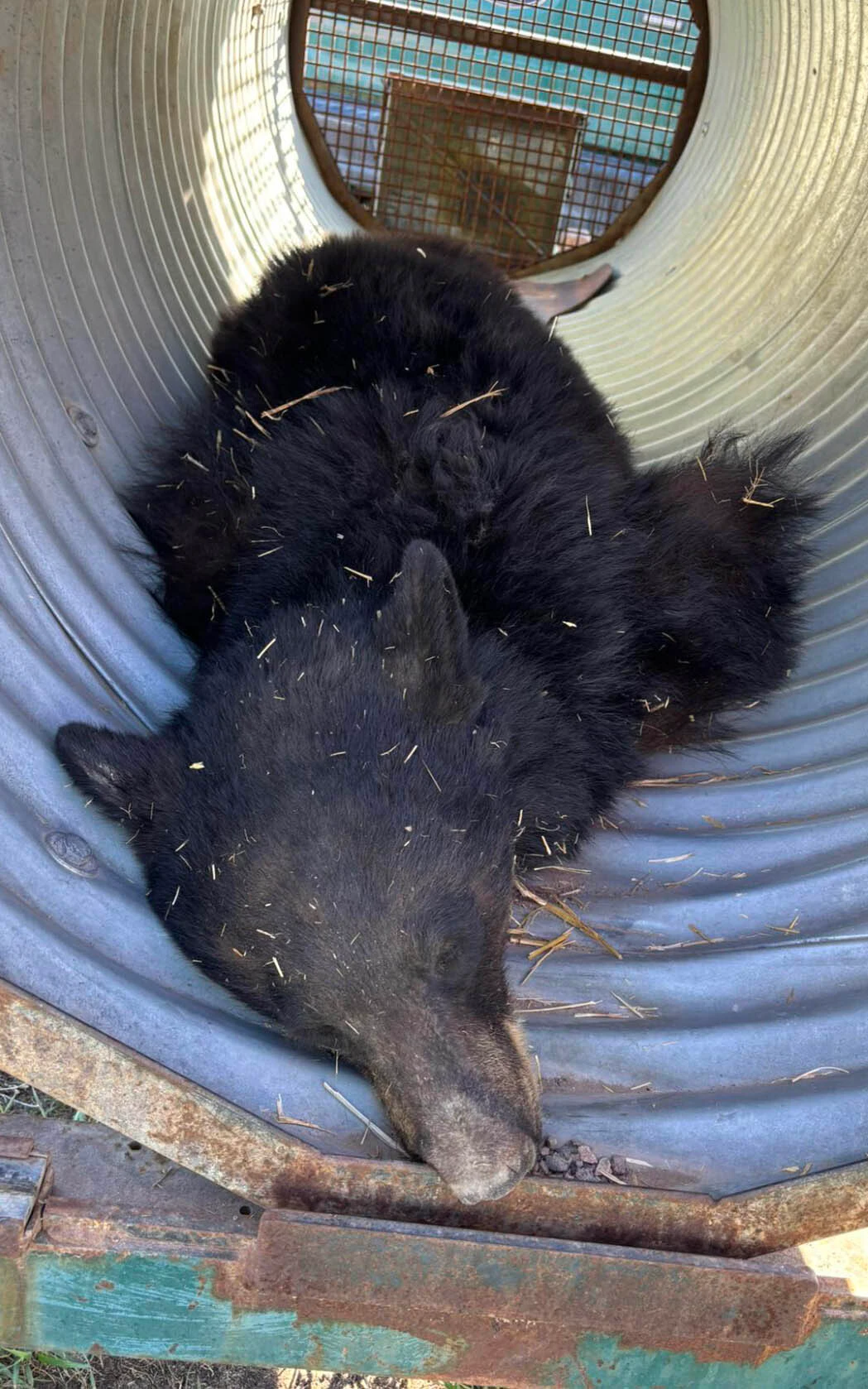 This black bear was tranquilized and captured early Tuesday after hiding in a barn on the east side of Cheyenne.