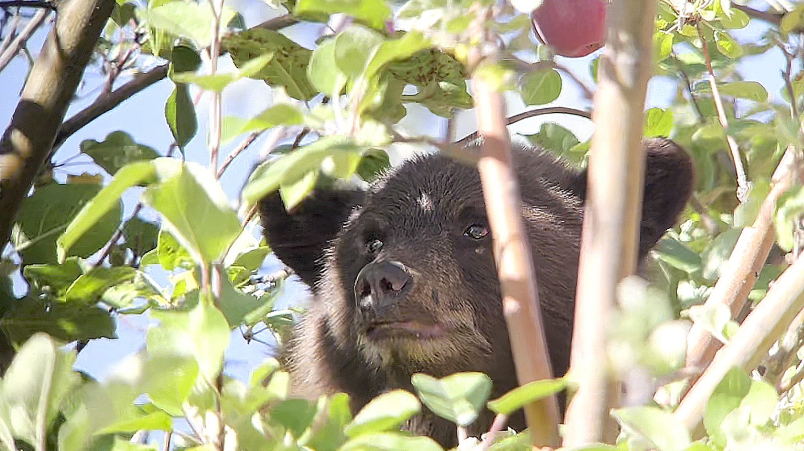 A 10-month-old black bear cub peers through the branches of an apple tree in Hailey, Idaho. The cub solo trekked 120 miles from Salmon, Idaho.