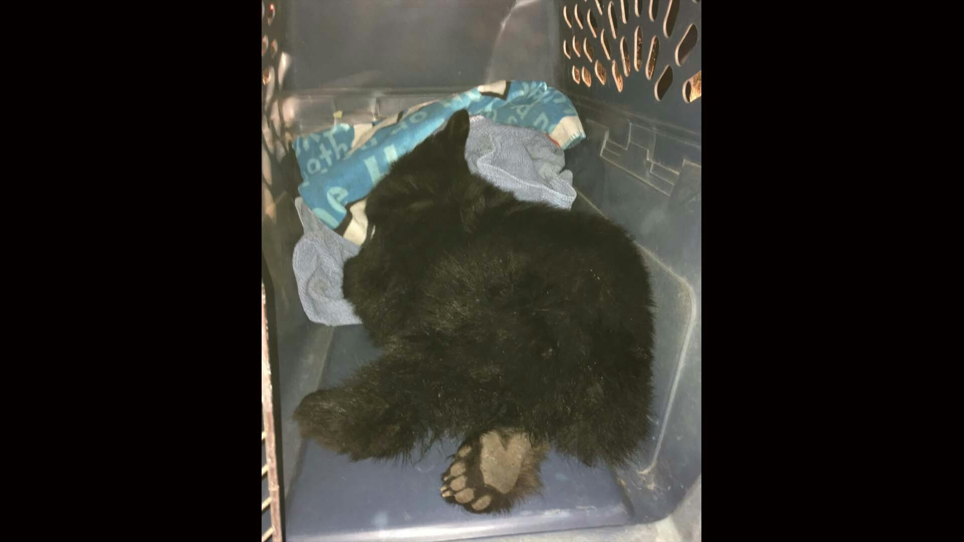Black bear cub lander