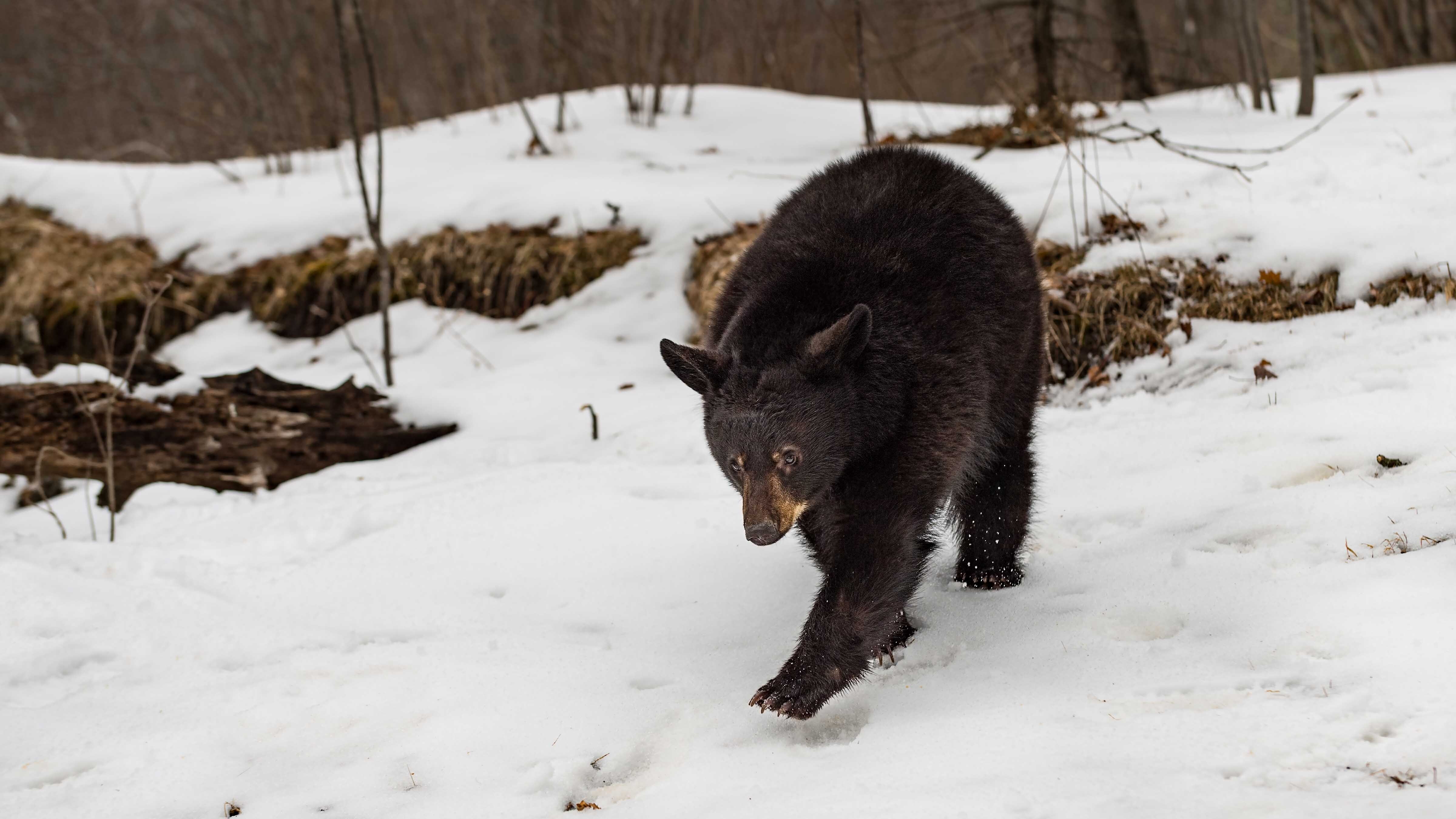 But with unusually warm, dry weather this year, the bears are out “stupid early,” even at high altitudes, avid black bear hunter Julie Mccallister of Rock River told Cowboy State Daily.