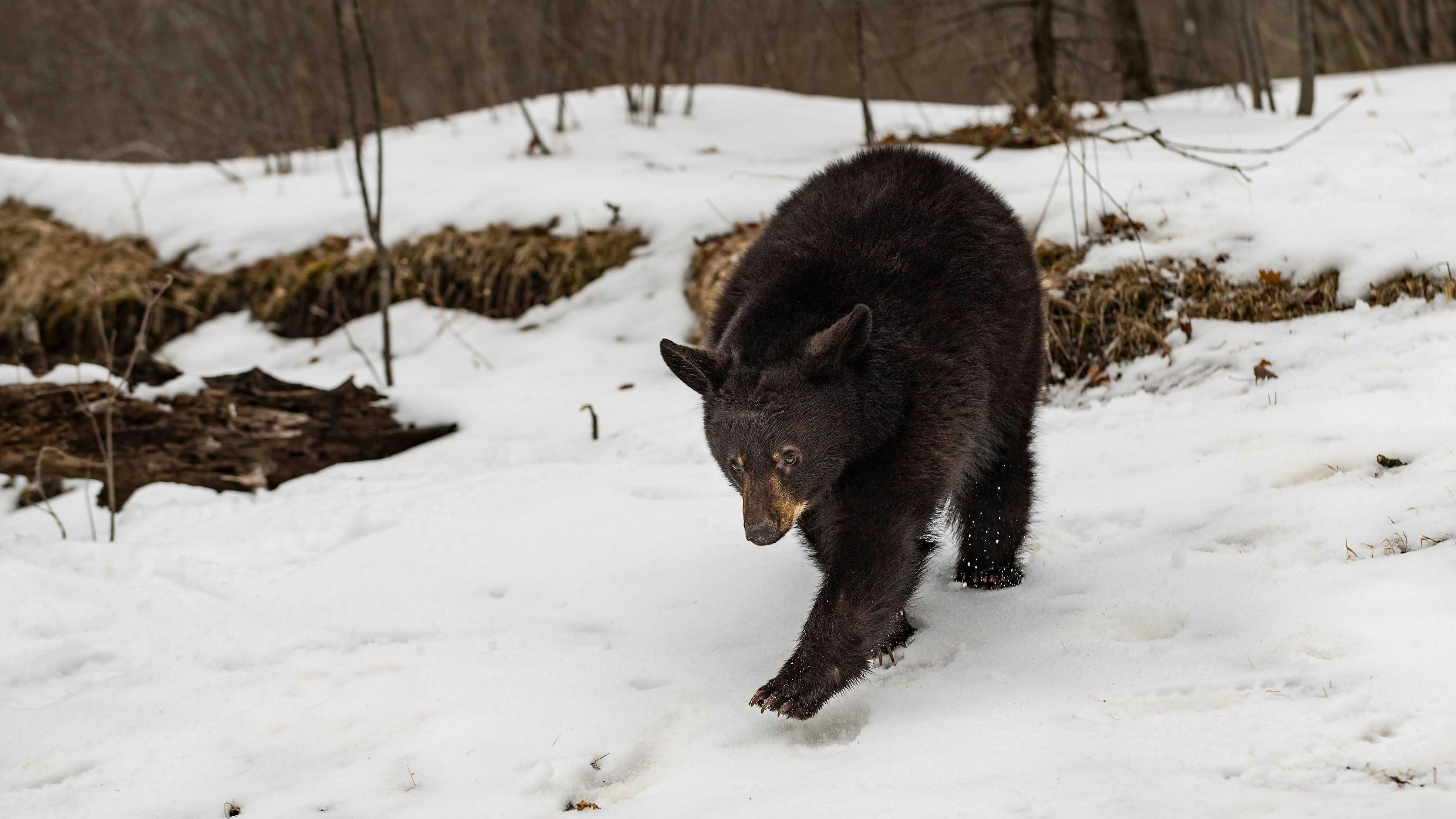 But with unusually warm, dry weather this year, the bears are out “stupid early,” even at high altitudes, avid black bear hunter Julie Mccallister of Rock River told Cowboy State Daily.