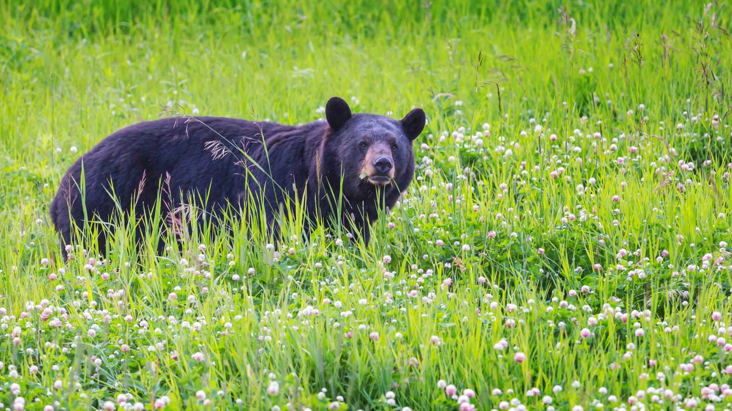 Black bear photo scaled