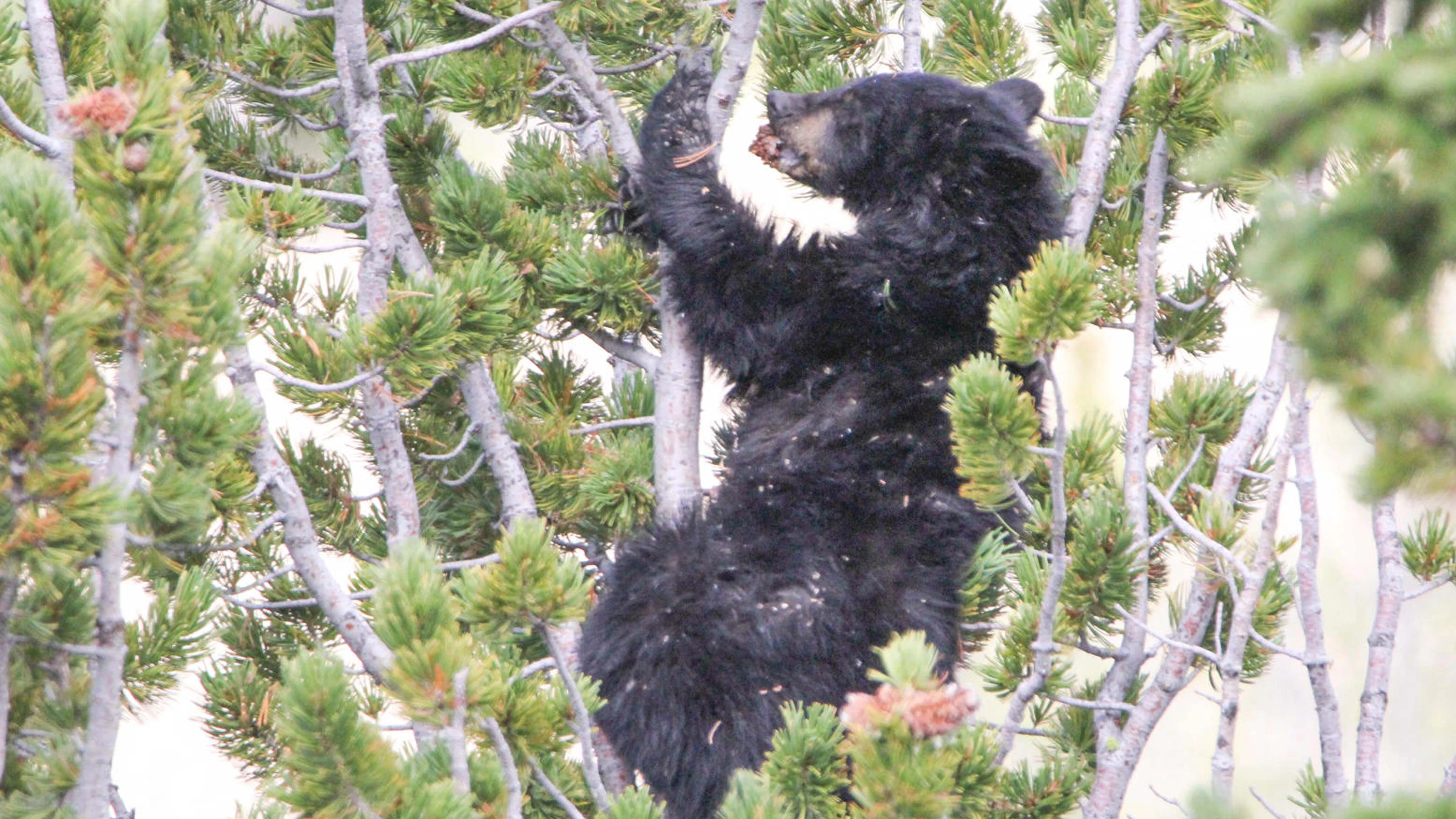 Black bear pine 8 28 26