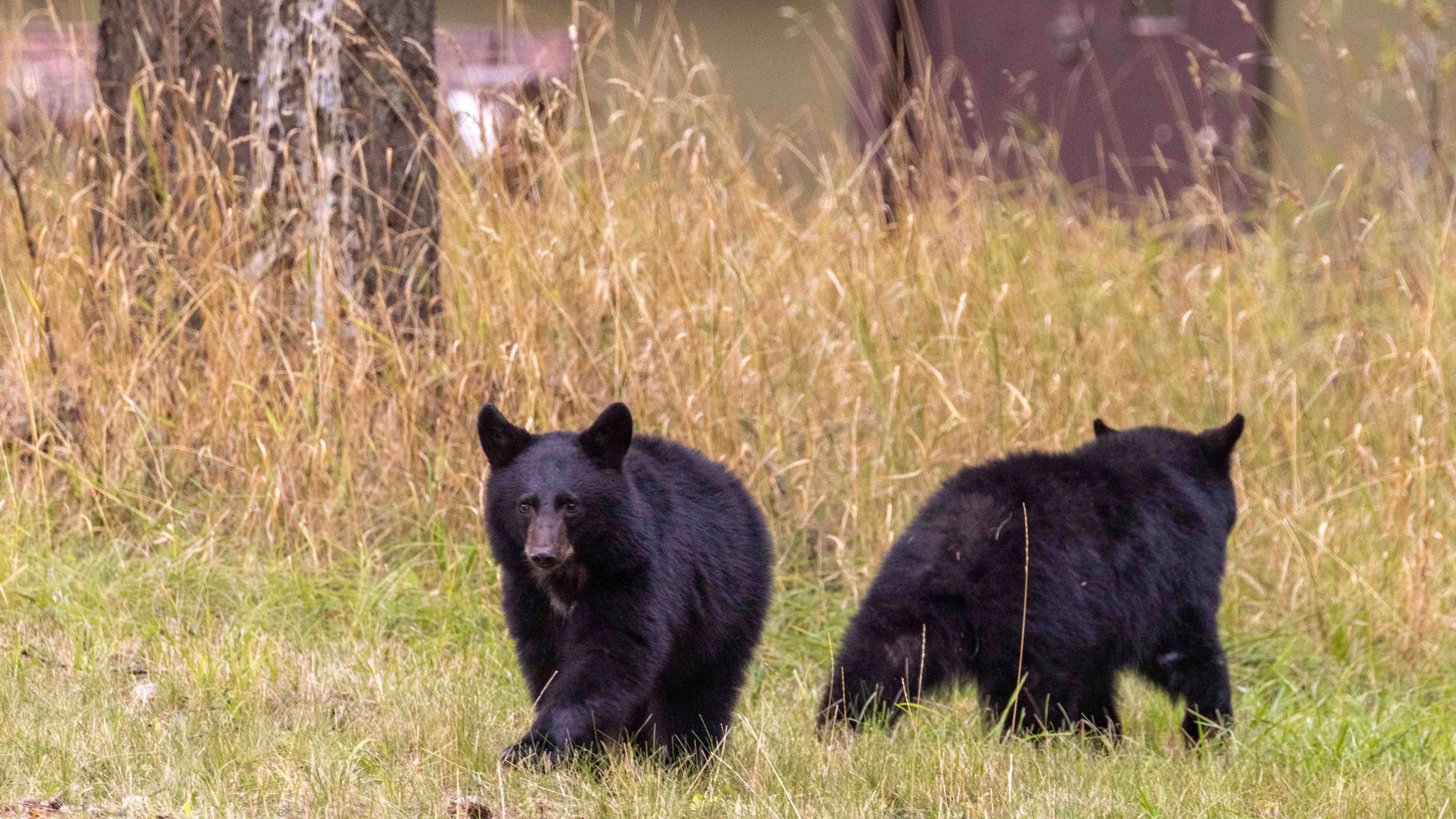 Black bears have practically overrun Bozeman, Montana. Wildlife officials recently euthanized 14 food-conditioned bears.