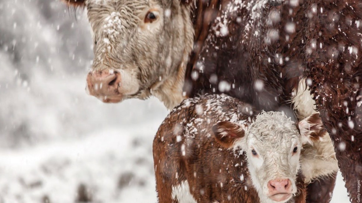 Blizzard cows 4 26 22