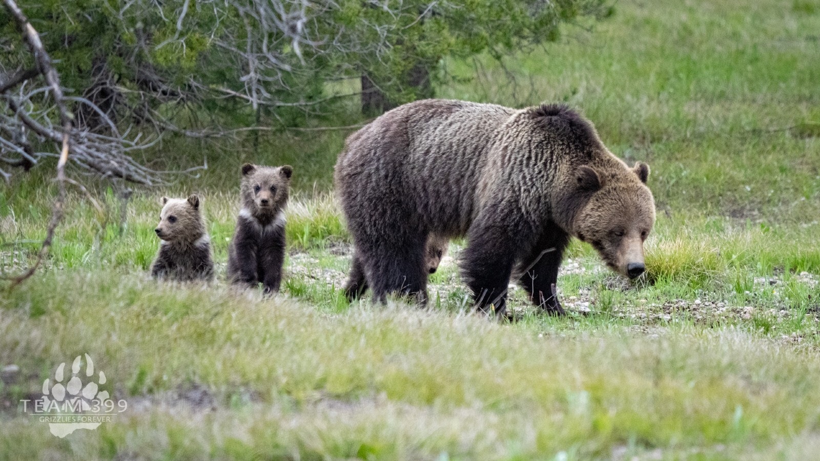 Blondie and cubs 6 16 22