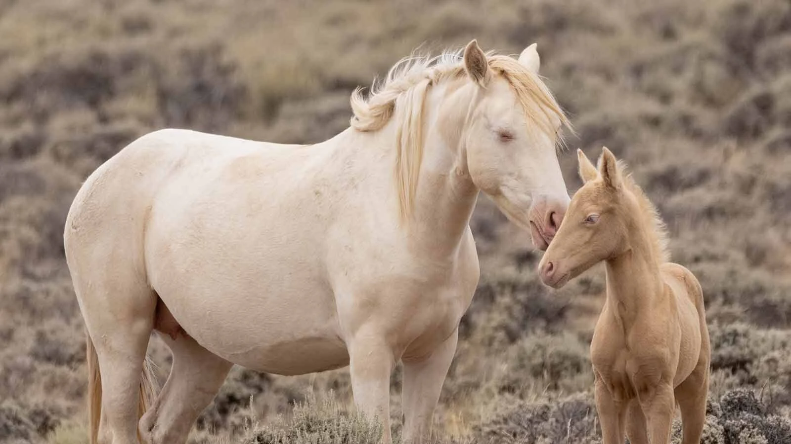 A rare cremello mustang mare called Moonflower here is pictured here on Aug. 30 with her foal, Saffron, in the Stewart Creek Herd Management Area in Wyoming. On Oct. 19, BLM agents killed Saffron and two other cremello horses.