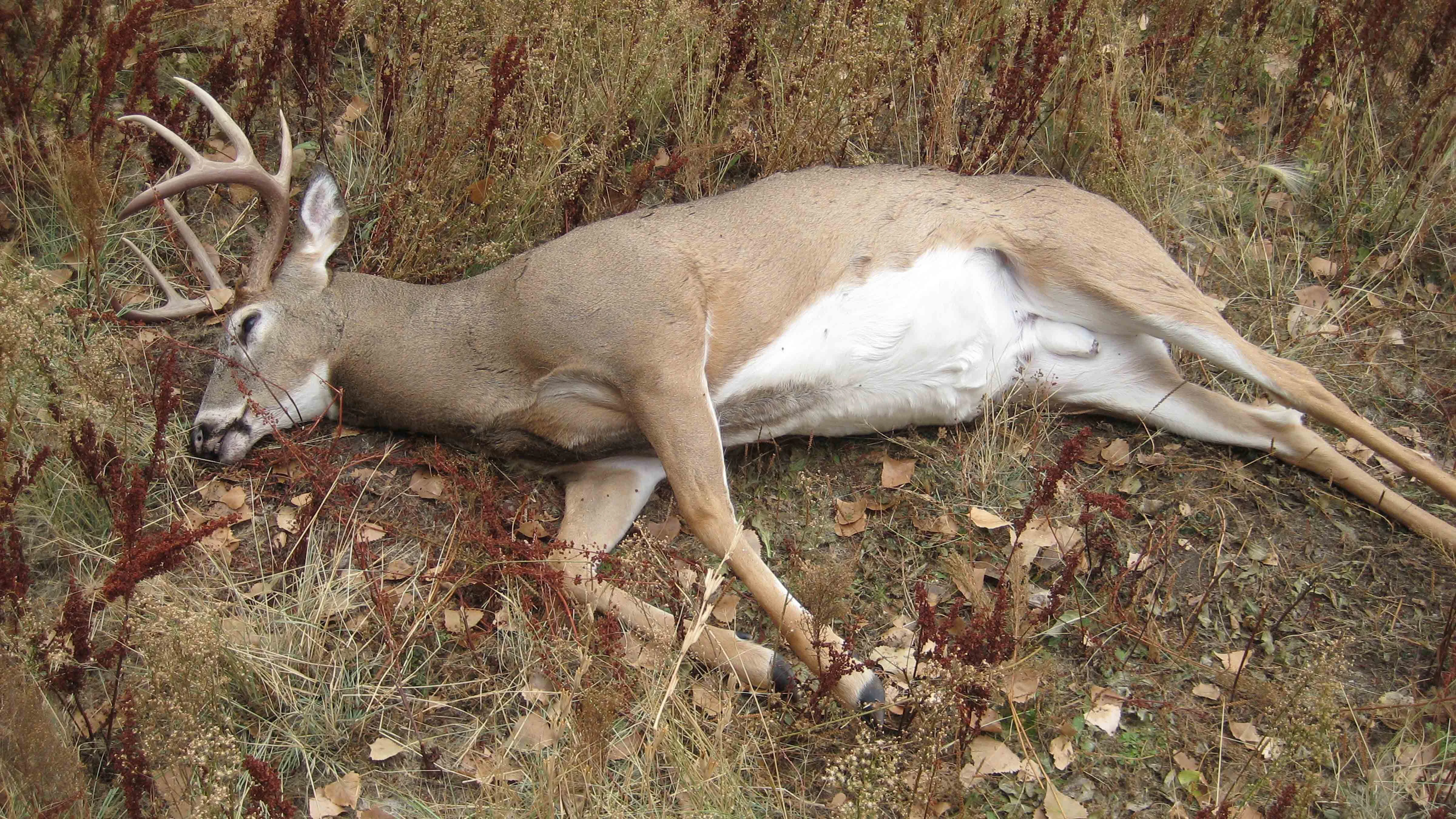 Deer that are killed by either of the closely related epizootic hemorrhagic diseases (EHD) or bluetongue viruses will have bloody foam coming from their nose or mouth and swollen faces and/or necks.
