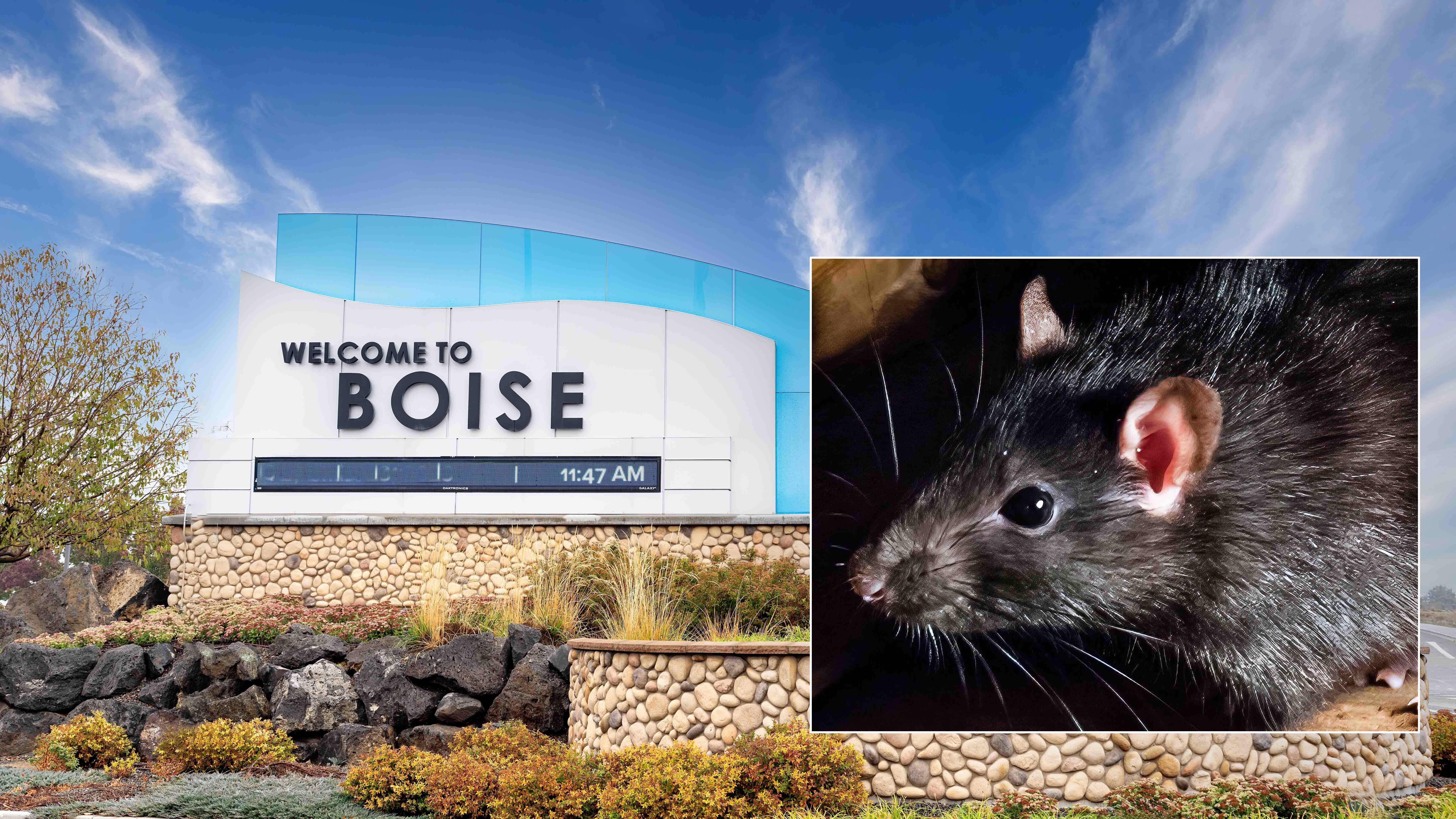Invasive rats first started showing up in the Boise, Idaho, area a couple of years ago. Their population has exploded, and exterminators can’t keep up.