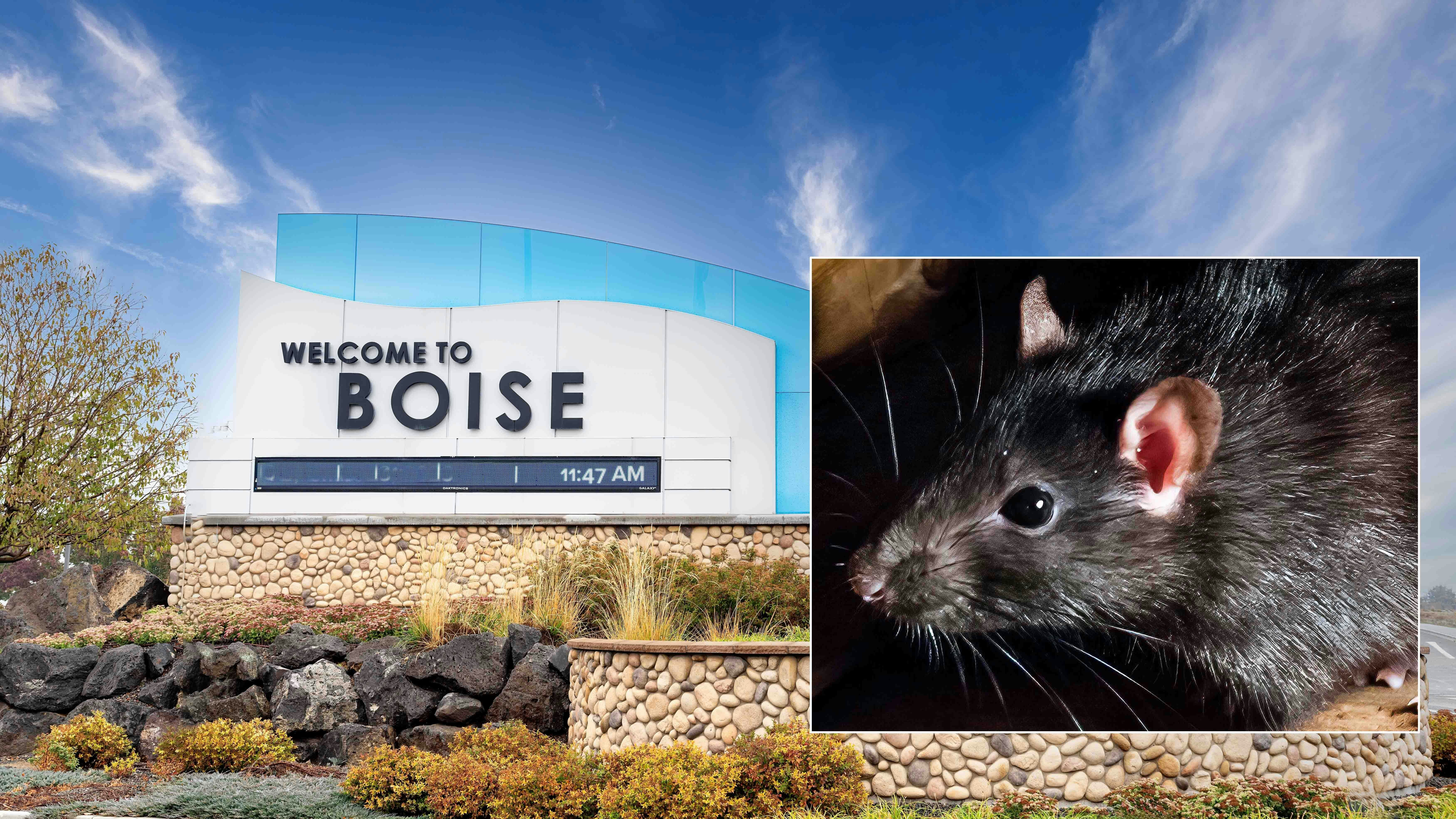 Invasive rats first started showing up in the Boise, Idaho, area a couple of years ago. Their population has exploded, and exterminators can’t keep up.