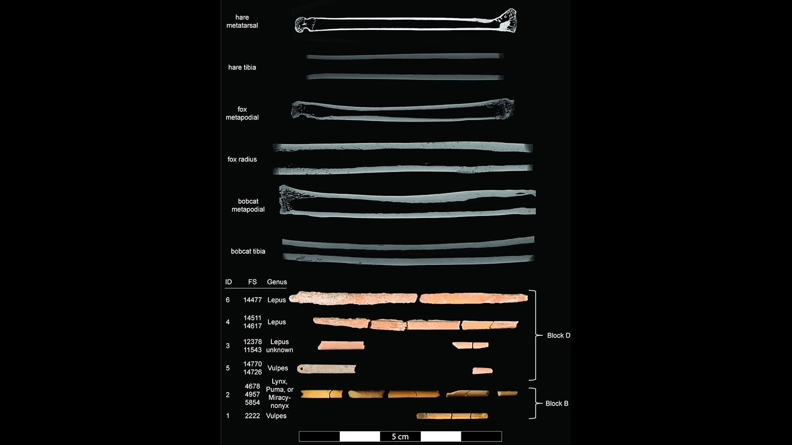 Bone needle and needle preform reconstructions and Micro-CT scans of comparative specimens.