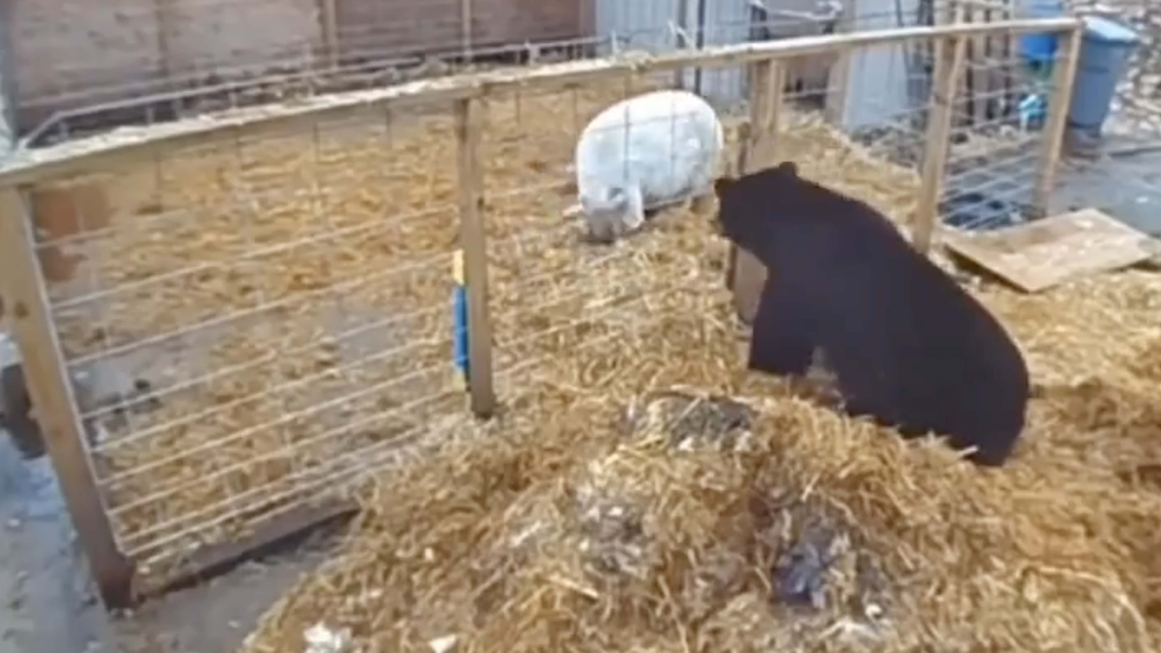 Bonus no play 3 1 24