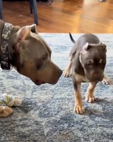 Bonus vid 2 11 19 24