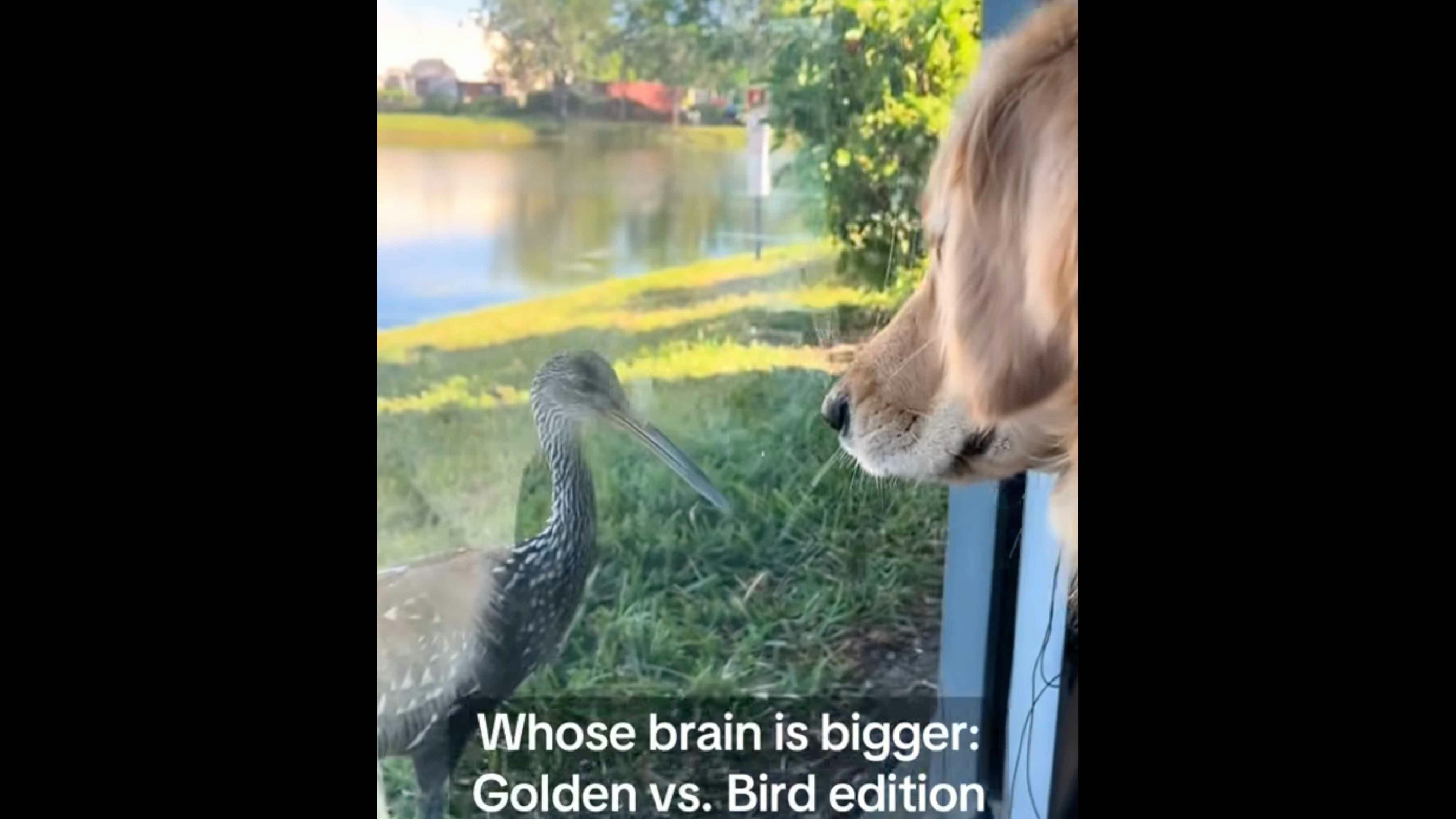 Bonus vid 2 7 14 25