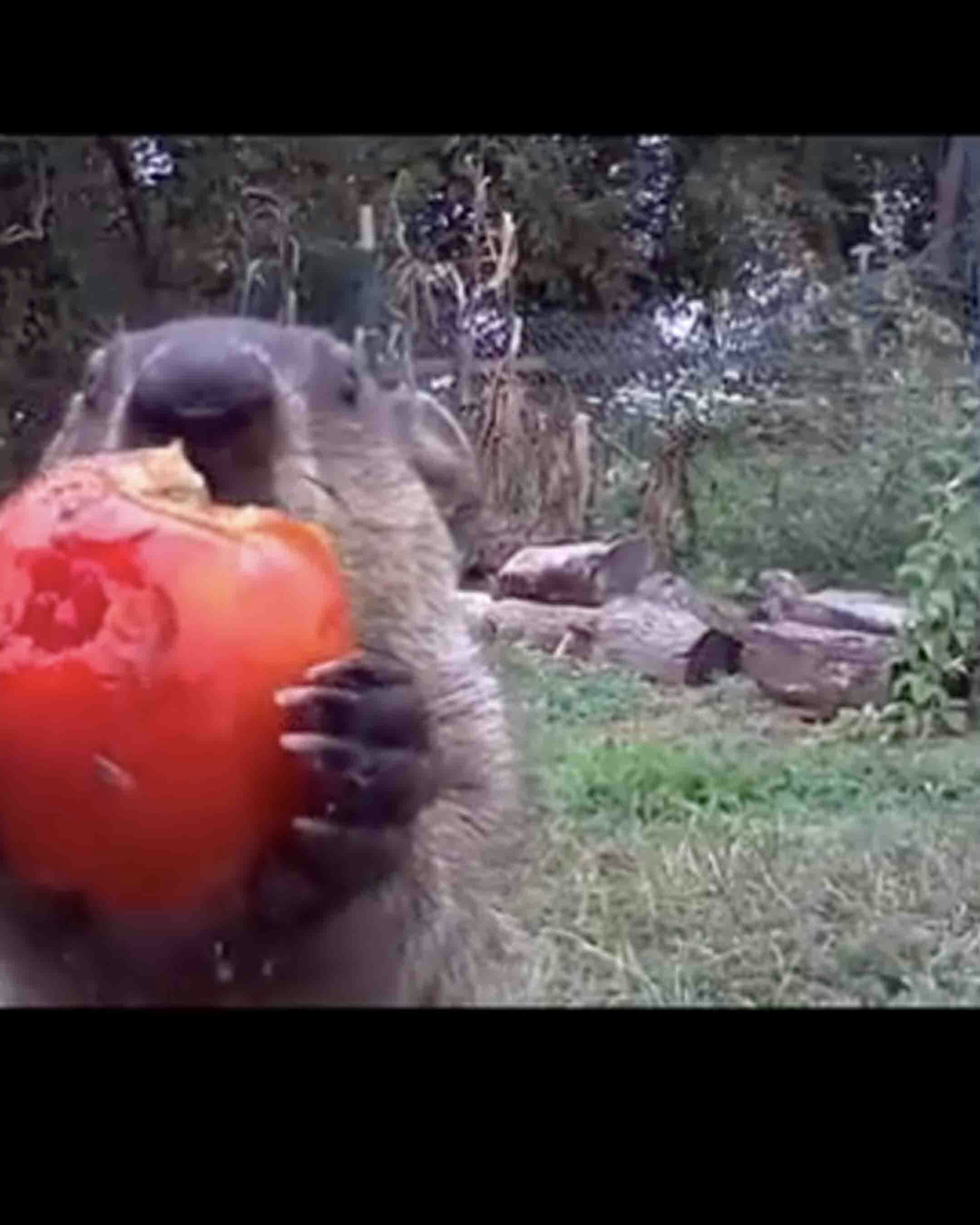 Bonus vid 2 v2 5 1 25