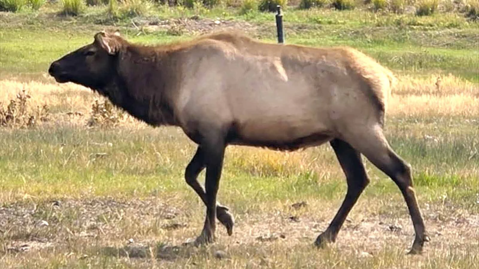 Boo the bull elk lives in Bear River State Park in Evanston. At nearly age 18, he no longer grows antlers and has lived several years longer than bull elk typically survive in the wild.