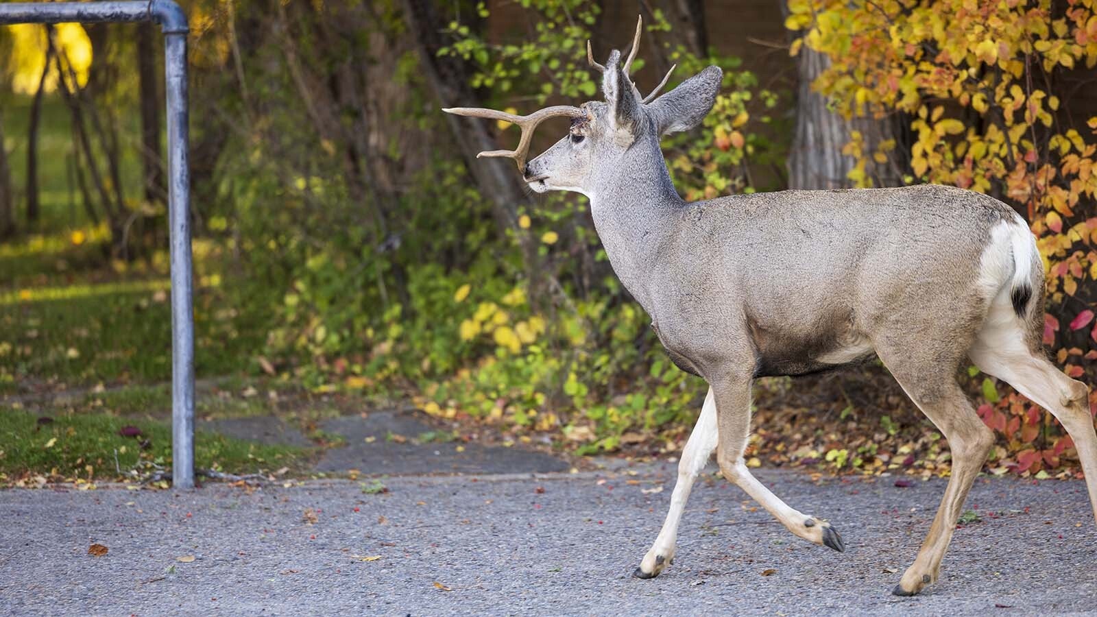 This young mule deer buck in Sheridan suffered a rare antler break at the base because of some massive force, such as a vehicle strike, or a fight with another deer.