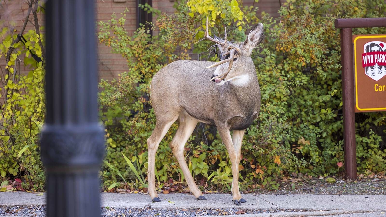 This young mule deer buck in Sheridan suffered a rare antler break at the base because of some massive force, such as a vehicle strike, or a fight with another deer.