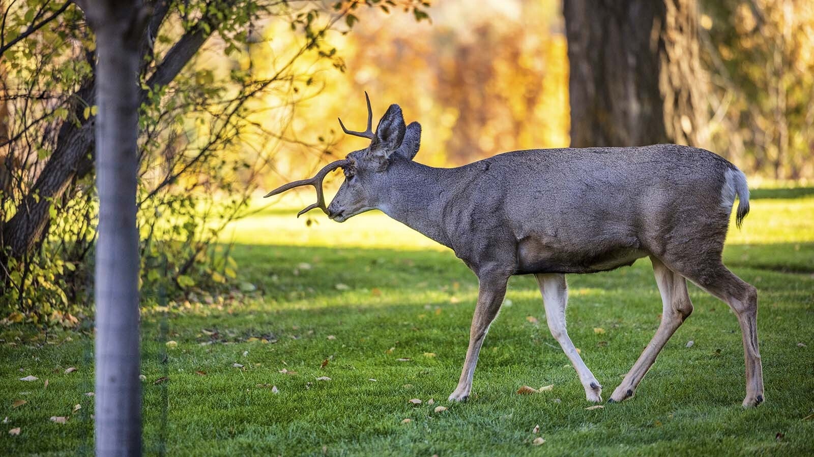 This young mule deer buck in Sheridan suffered a rare antler break at the base because of some massive force, such as a vehicle strike, or a fight with another deer.