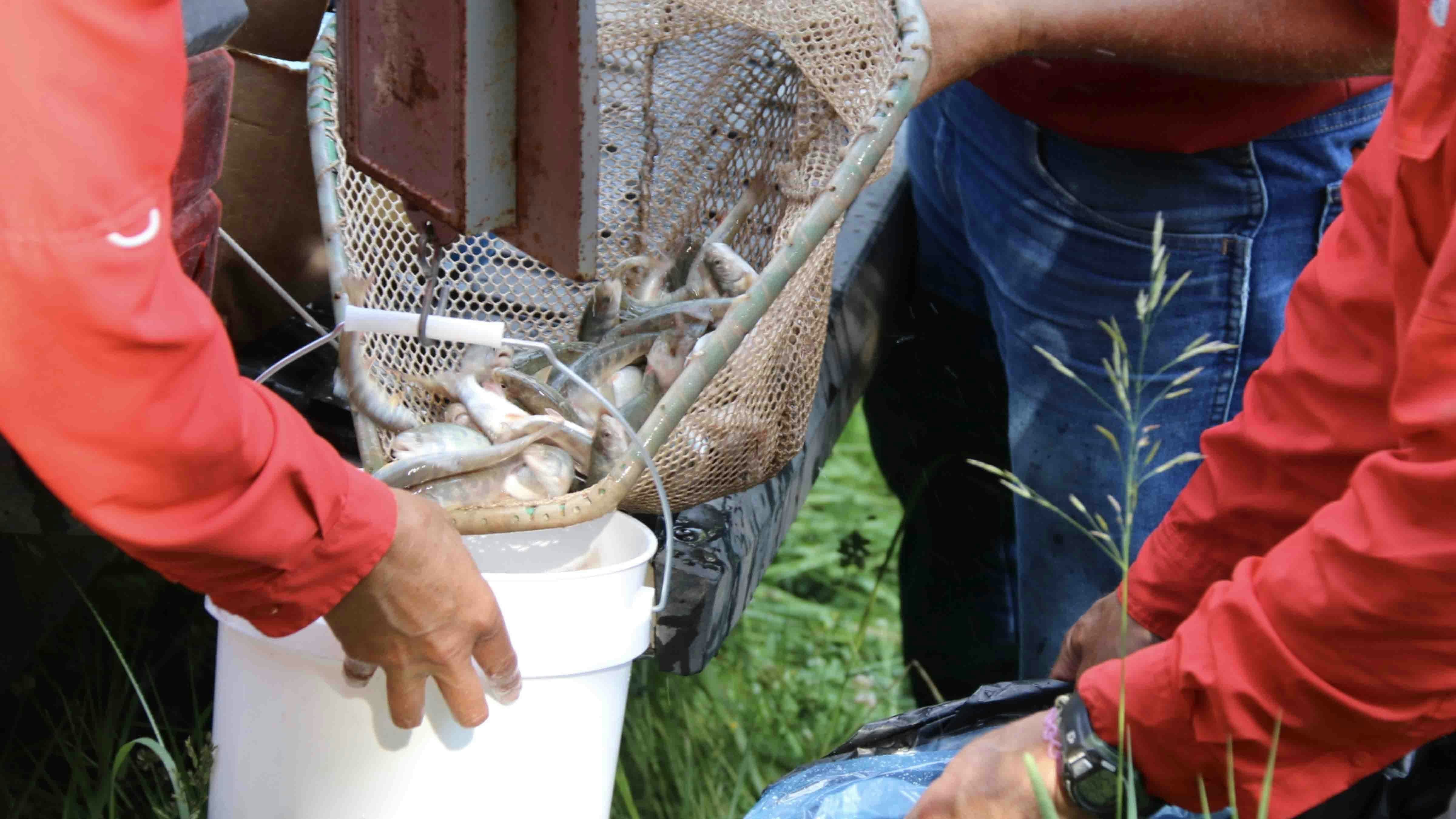 Genetically-altered “Trojan” male brook trout were recently dumped into Game Creek, in the upper Snake River Drainage. They’ll turn the entire brookie population there male, so it will die off and make room for cutthroat trout.