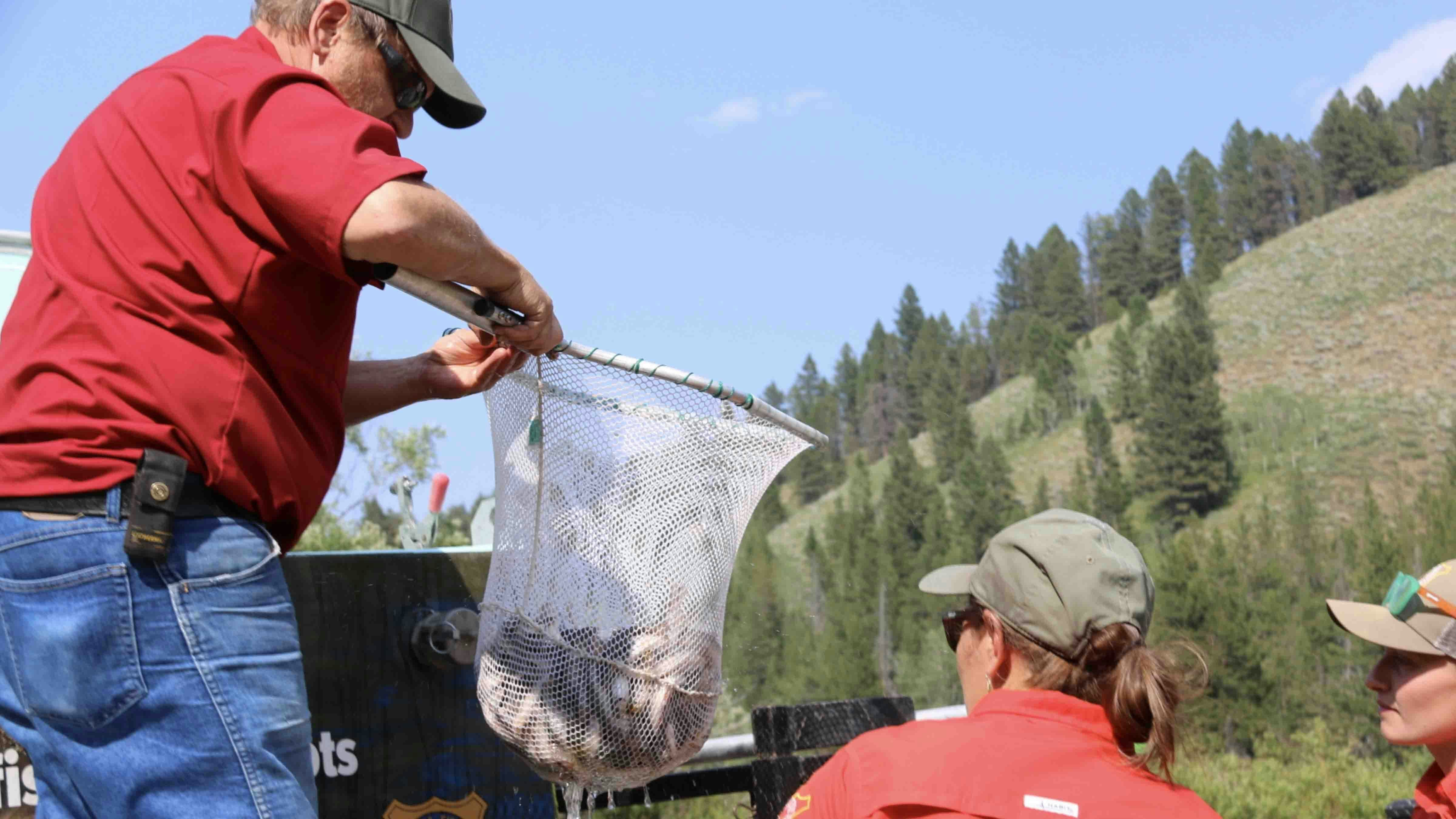 Genetically-altered “Trojan” male brook trout were recently dumped into Game Creek, in the upper Snake River Drainage. They’ll turn the entire brookie population there male, so it will die off and make room for cutthroat trout. (Courtesy of Wyoming Game and Fish Department)