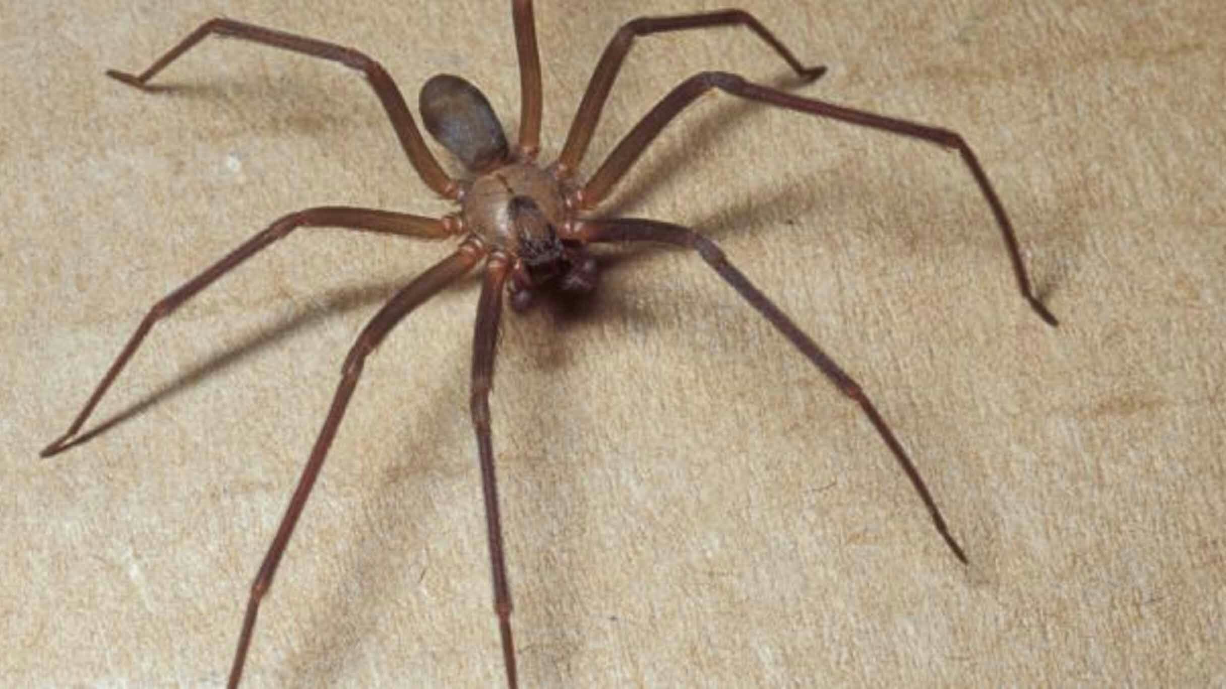 Brown recluse 5 17 23