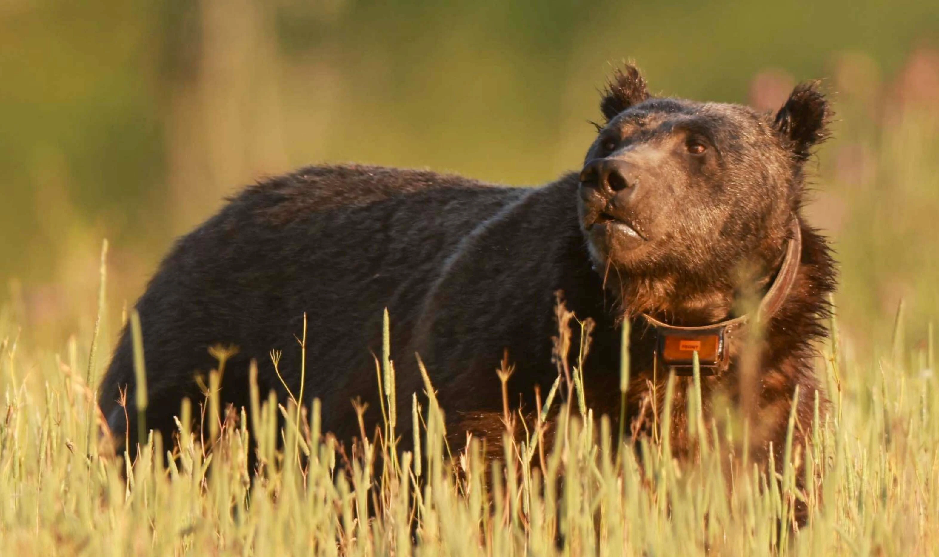 Bruno has long been one of the most dominant male grizzlies in Grand Teton National Park, but fans are saying that he’s looking past his prime.