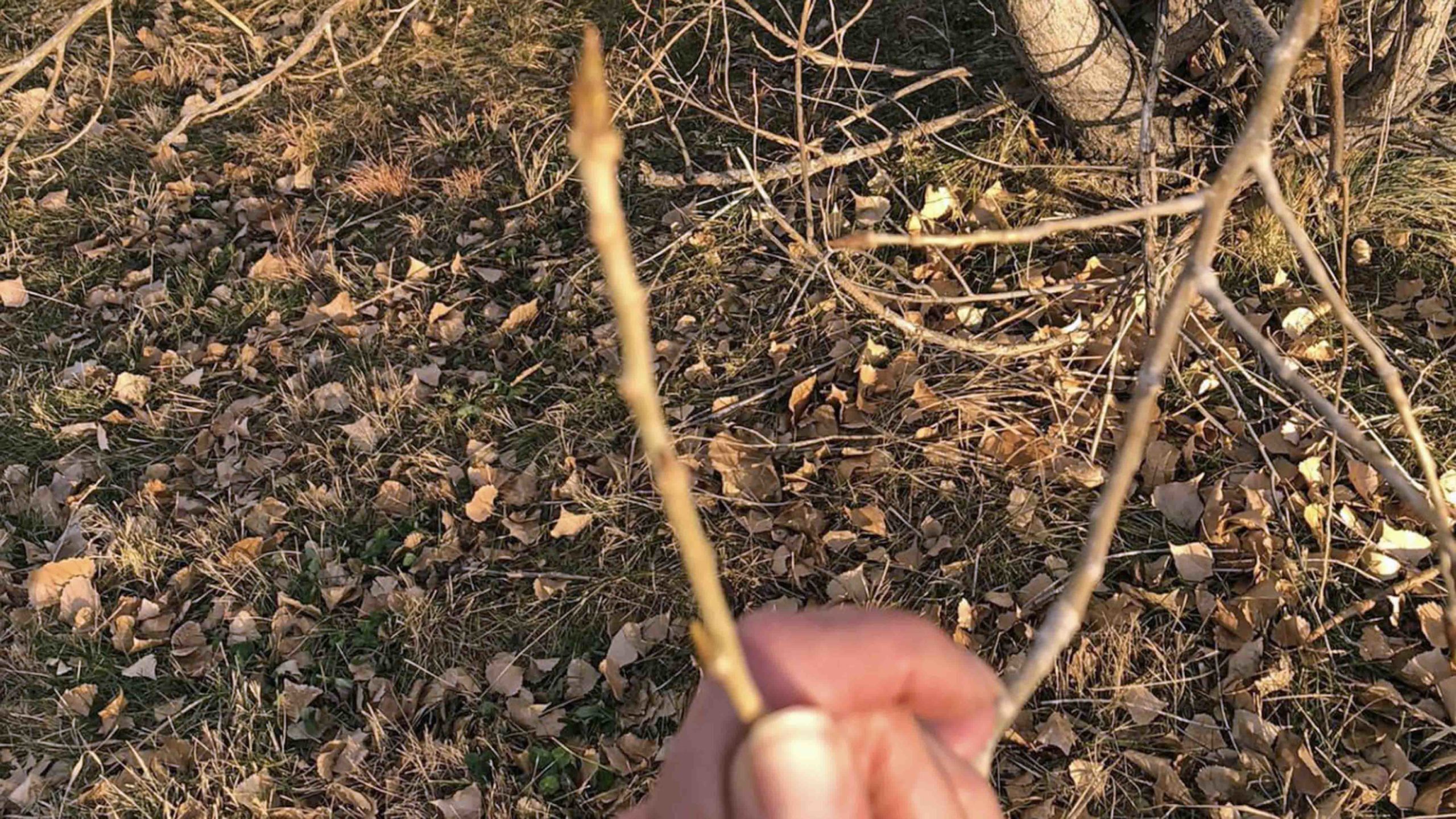 Budding branch scaled